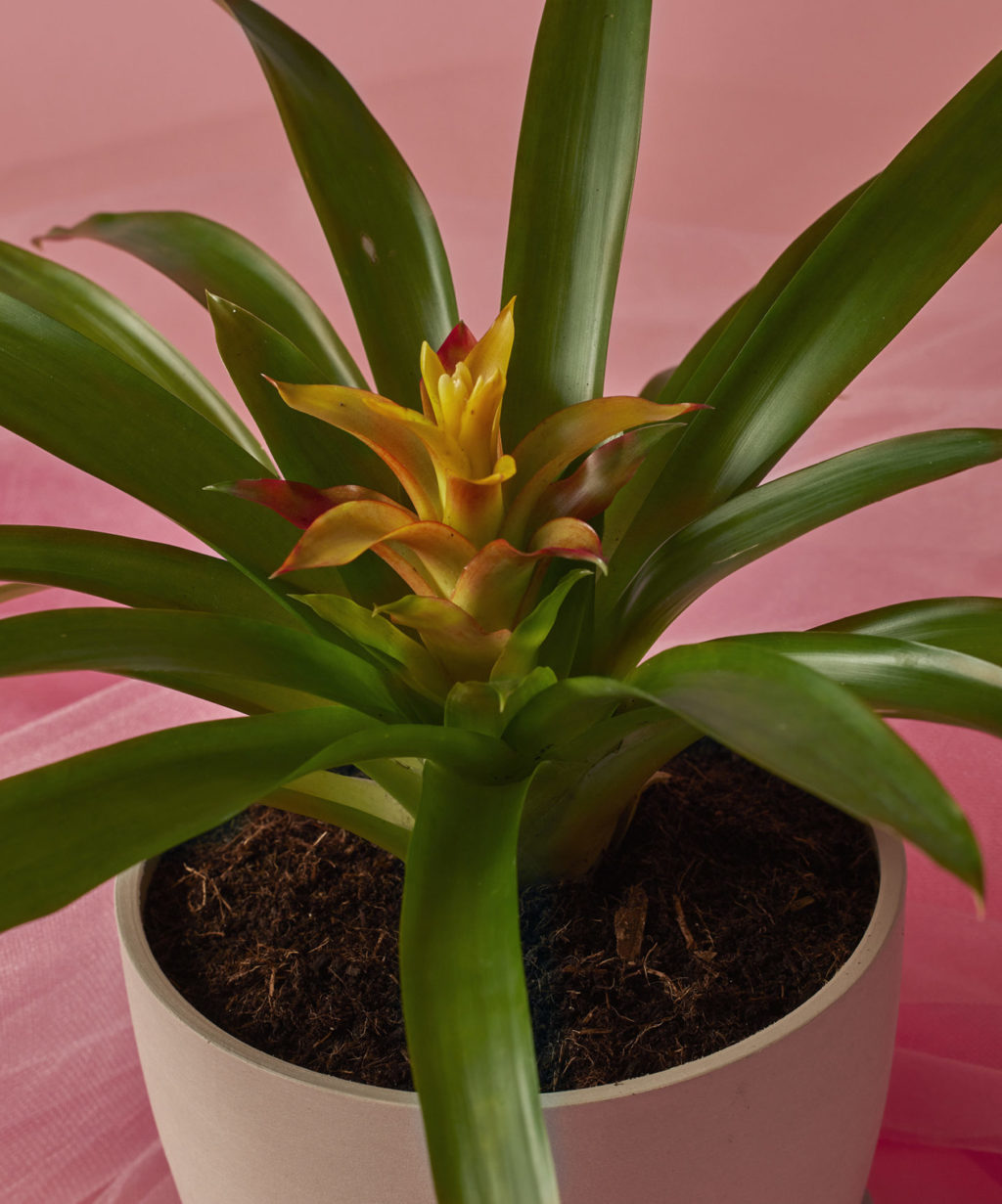 Yellow Indoor Plant Pot