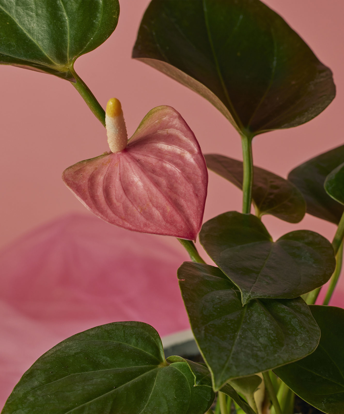 Pink Anthurium