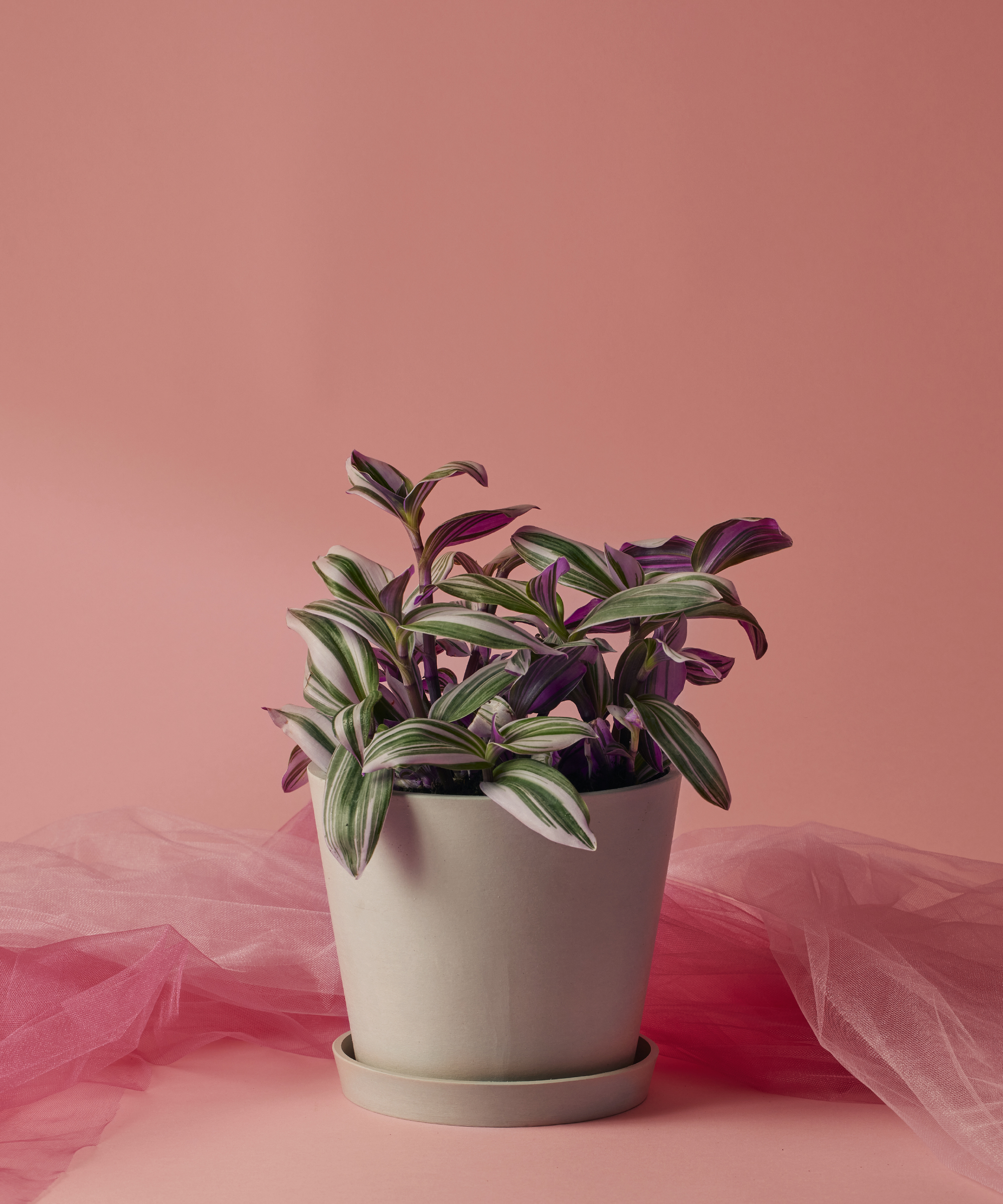 Tradescantia Nanouk