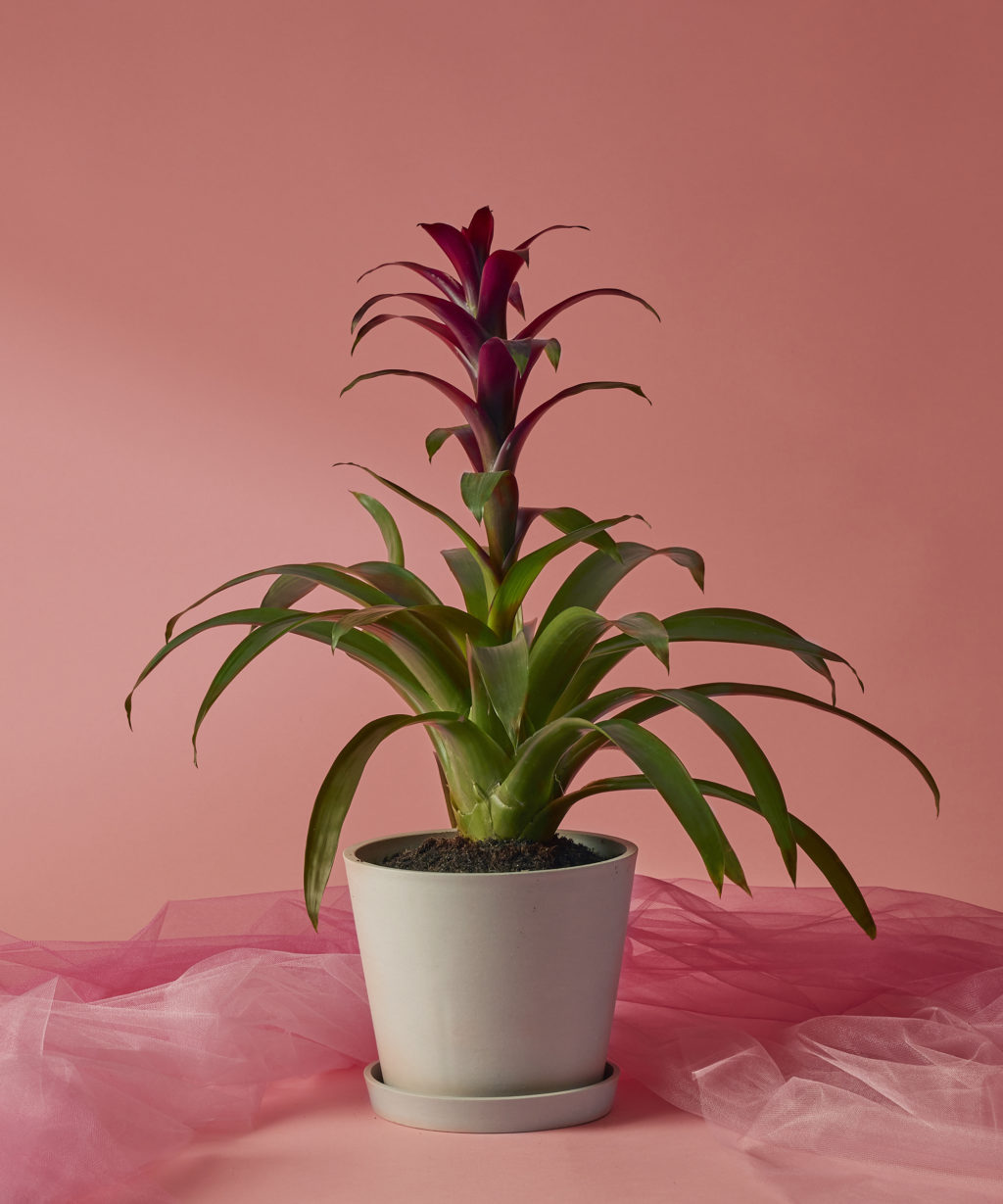 Buy Potted Peace Lily Indoor Plant Bloomscape