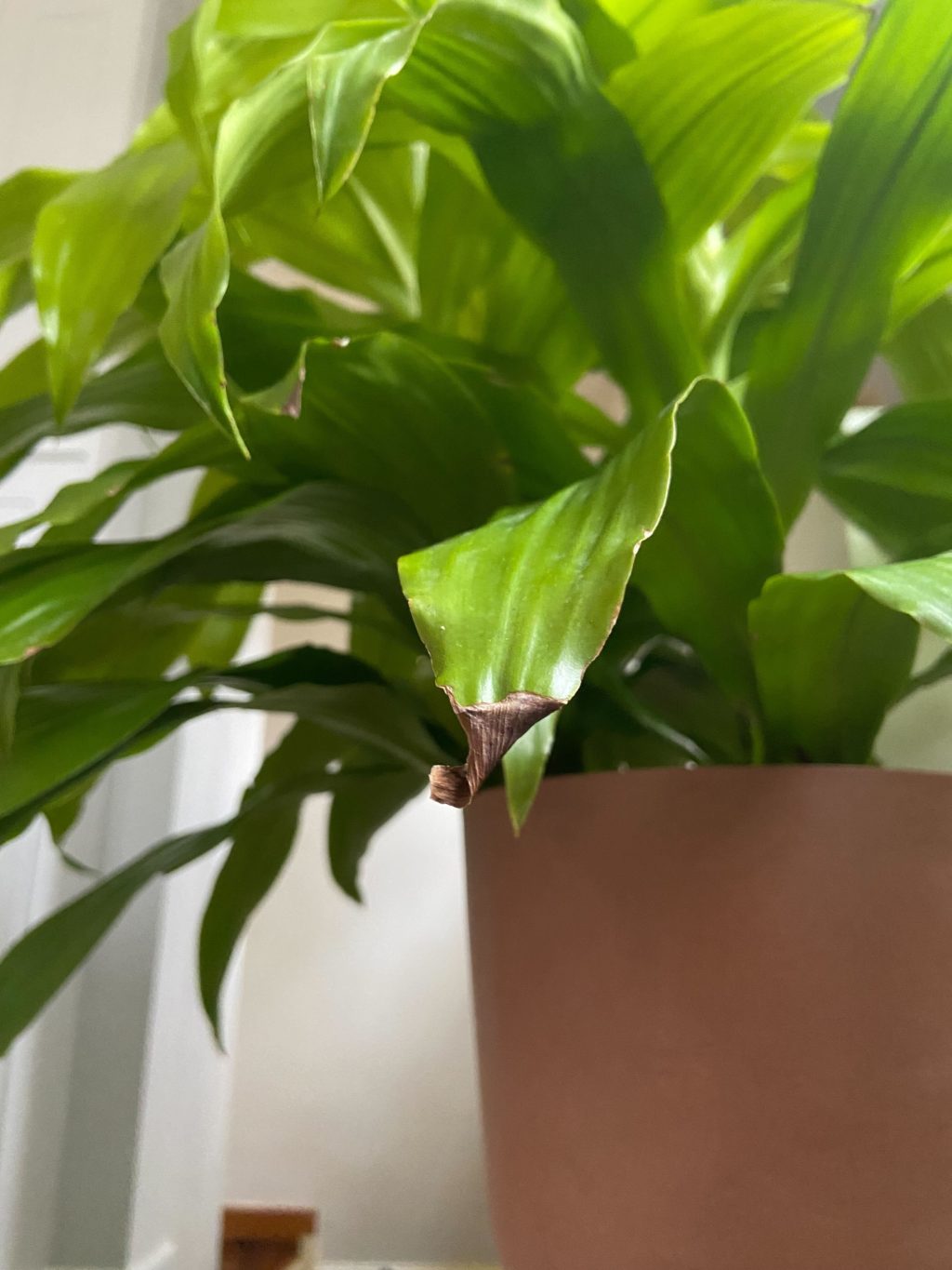 GrowHow® Tip Why Does My Plant Have Brown Crispy Leaves? Bloomscape