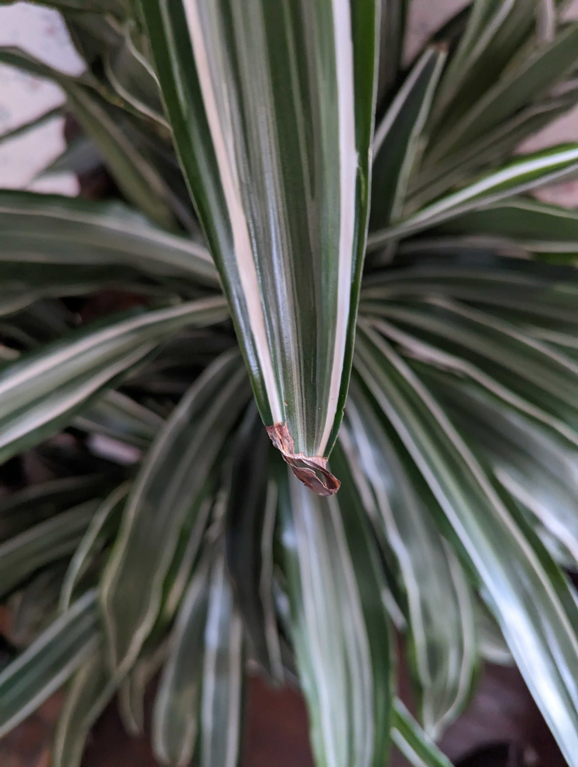 GrowHow® Tip Why Does My Plant Have Brown Crispy Leaves? Bloomscape