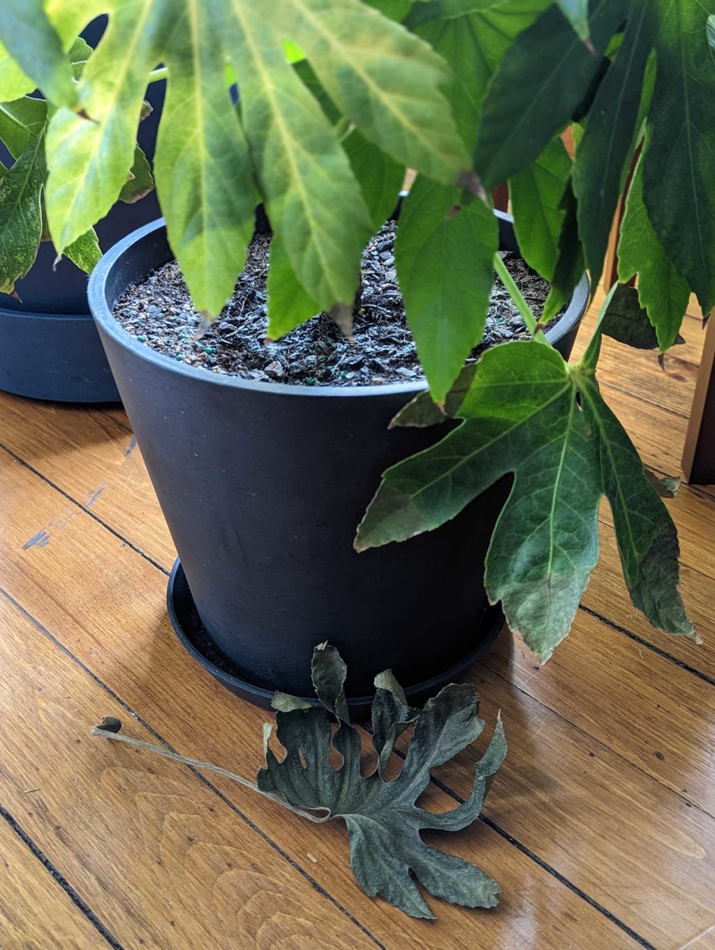 GrowHow® Tip Why Is My Plant Dropping Leaves? Bloomscape