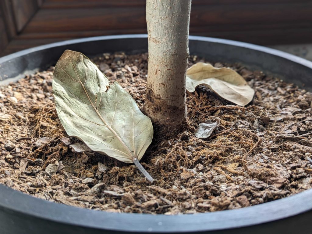 GrowHow® Tip Why Is My Plant Dropping Leaves? Bloomscape