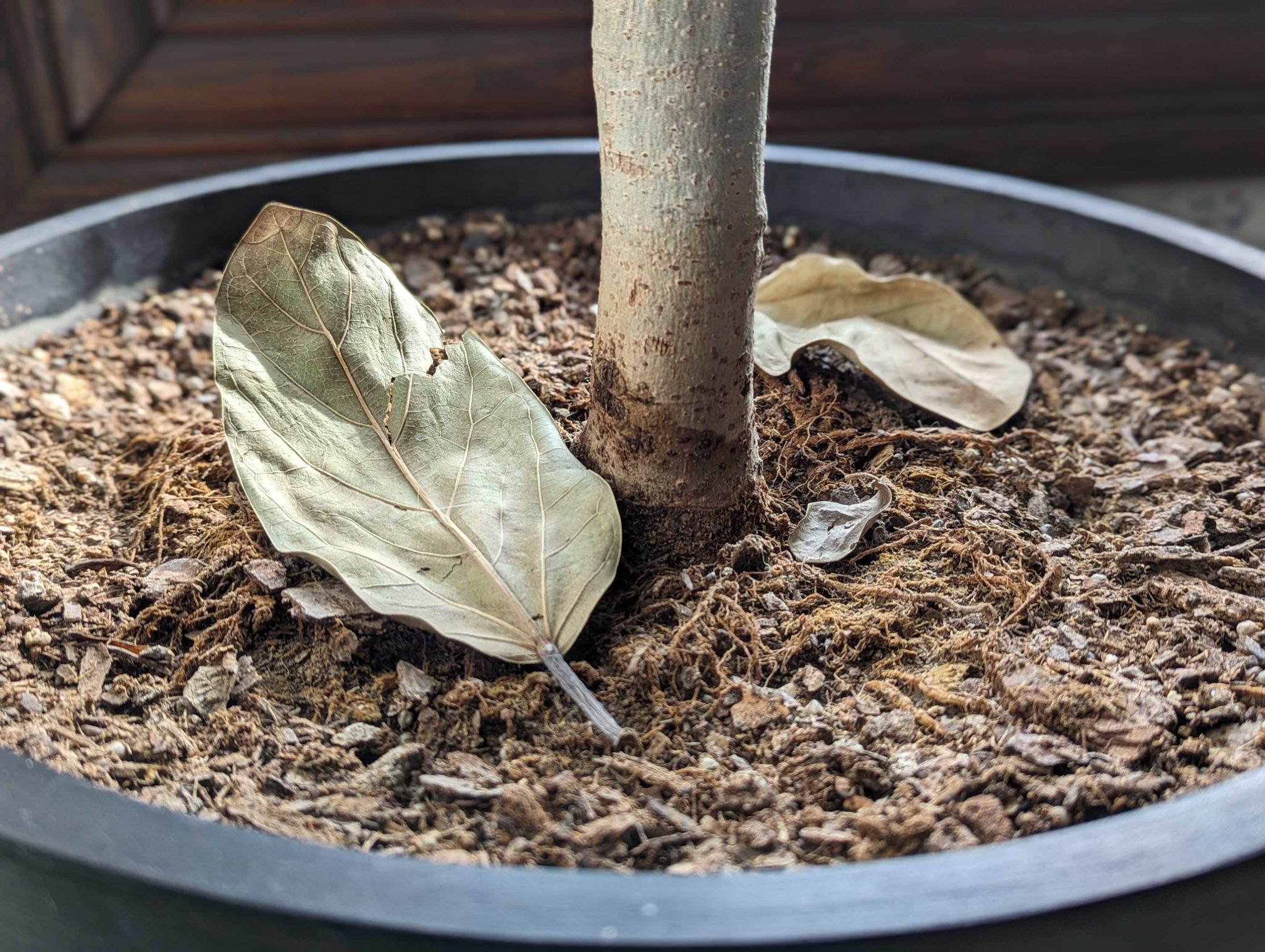 GrowHow® Tip Why Is My Plant Dropping Leaves? Bloomscape