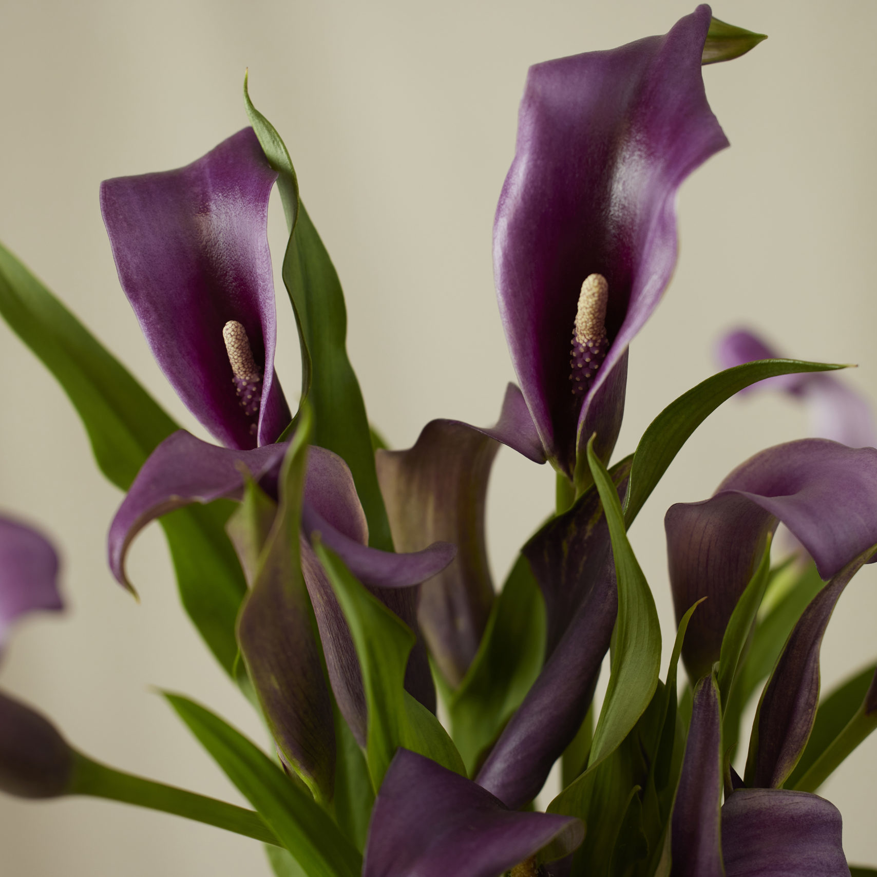 Calla Lily