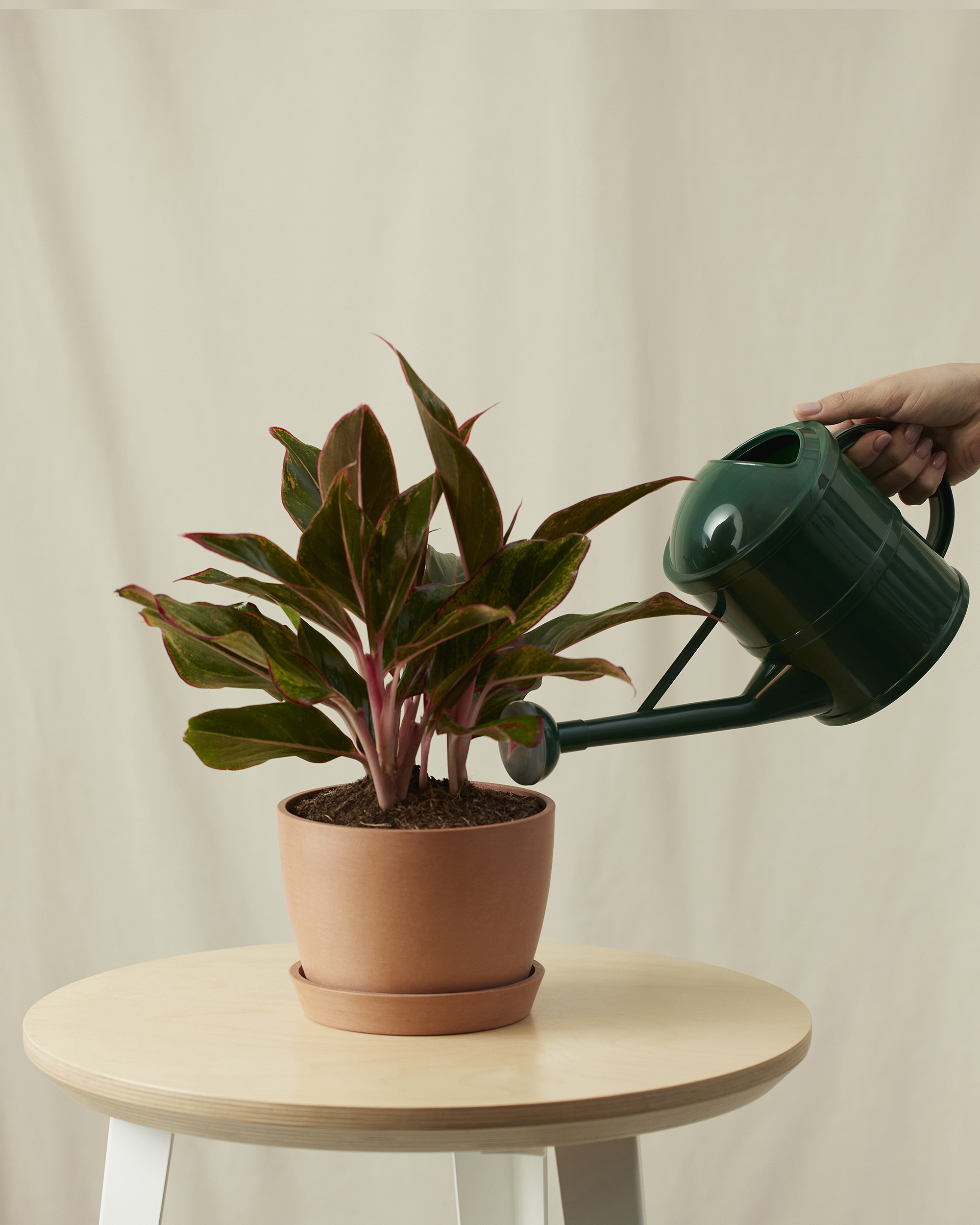 bloomscape_aglaonema-siam_small_care-watering-can