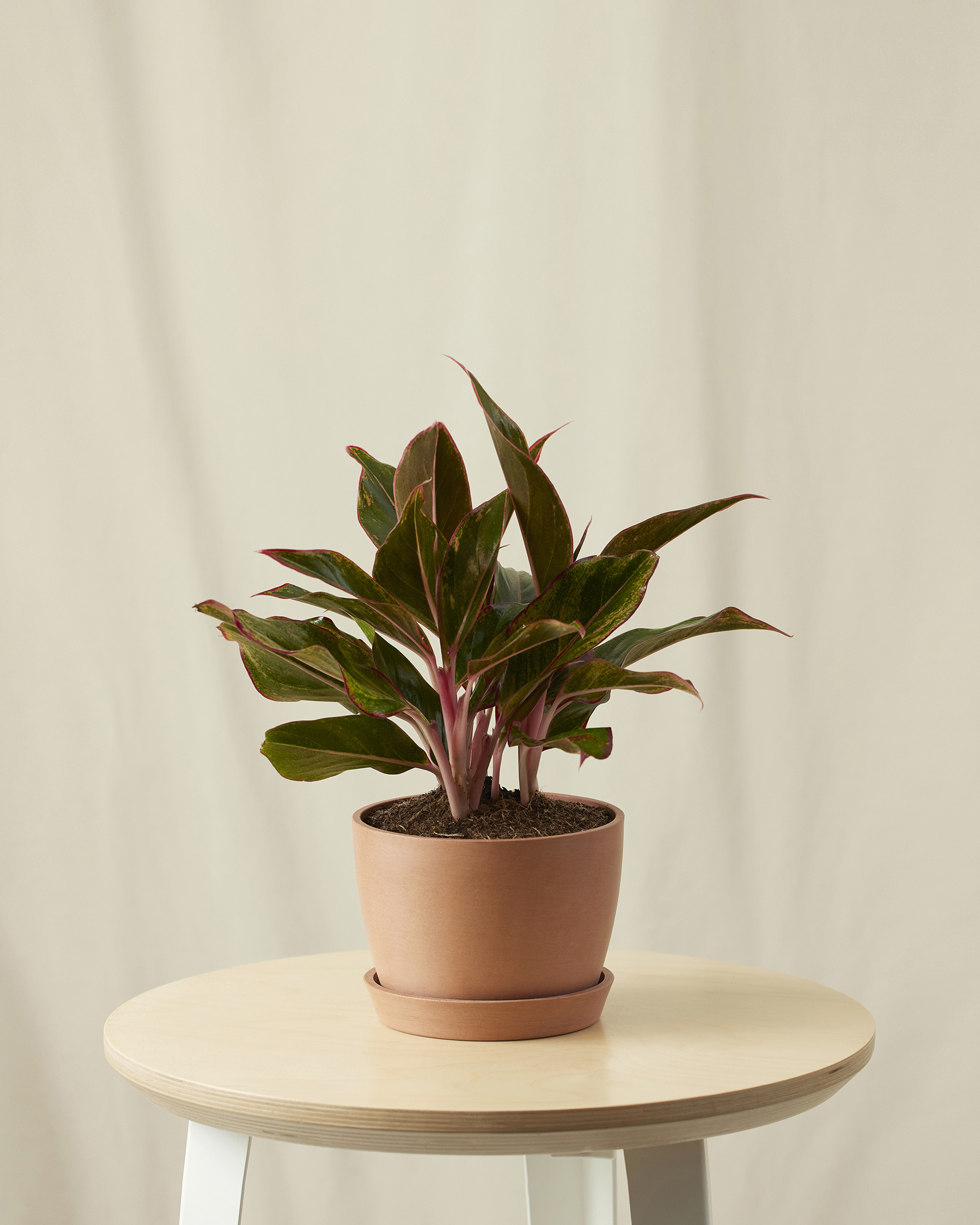 bloomscape_aglaonema-siam_small_clay