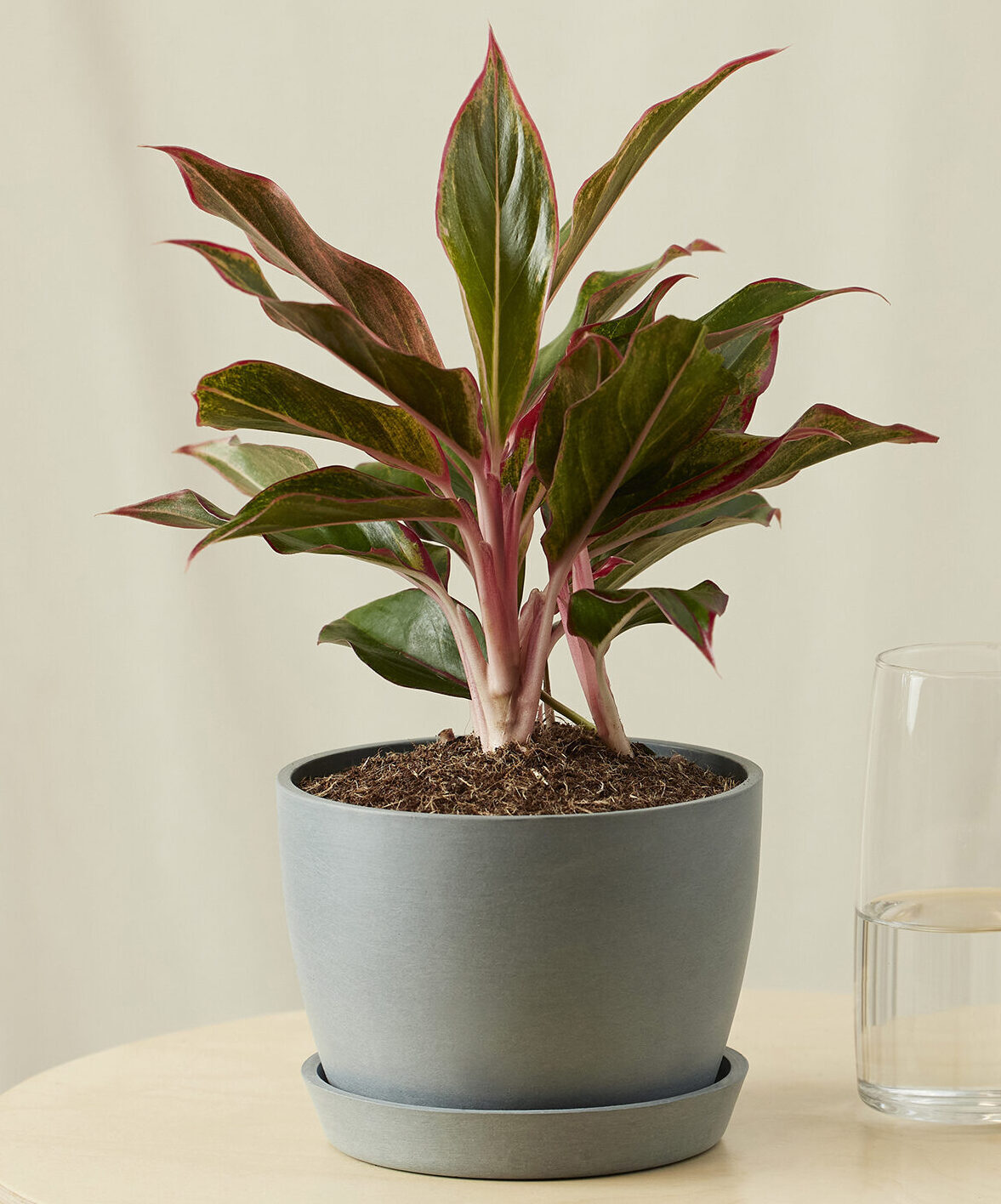 bloomscape_aglaonema-siam_small_slate-with-glass