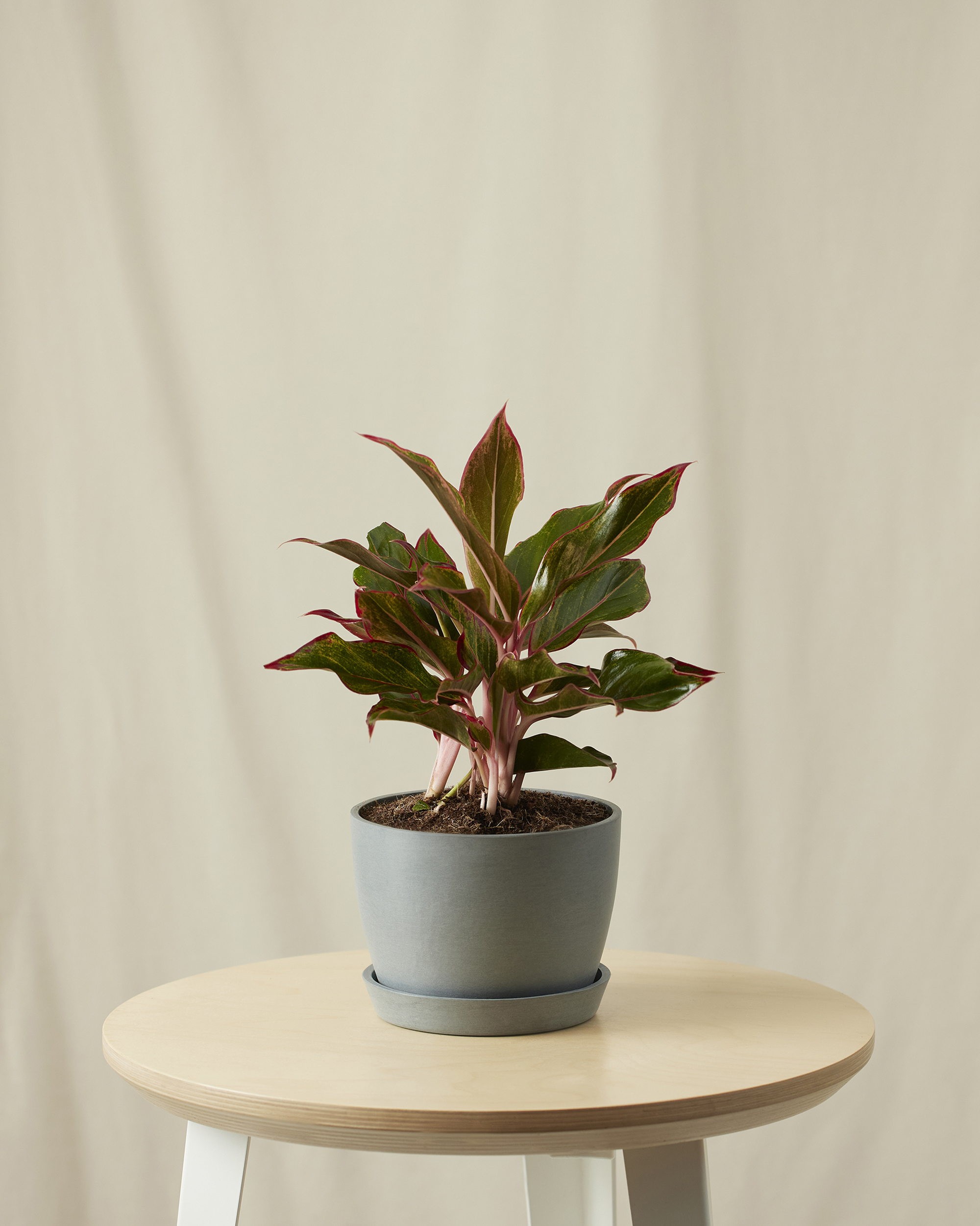 Image of Aglaonema Siam -  Slate