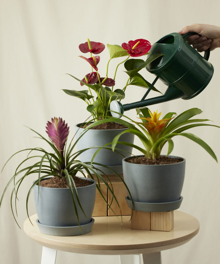 Buy Colorful Collection of 3 Indoor Potted Plants Bloomscape