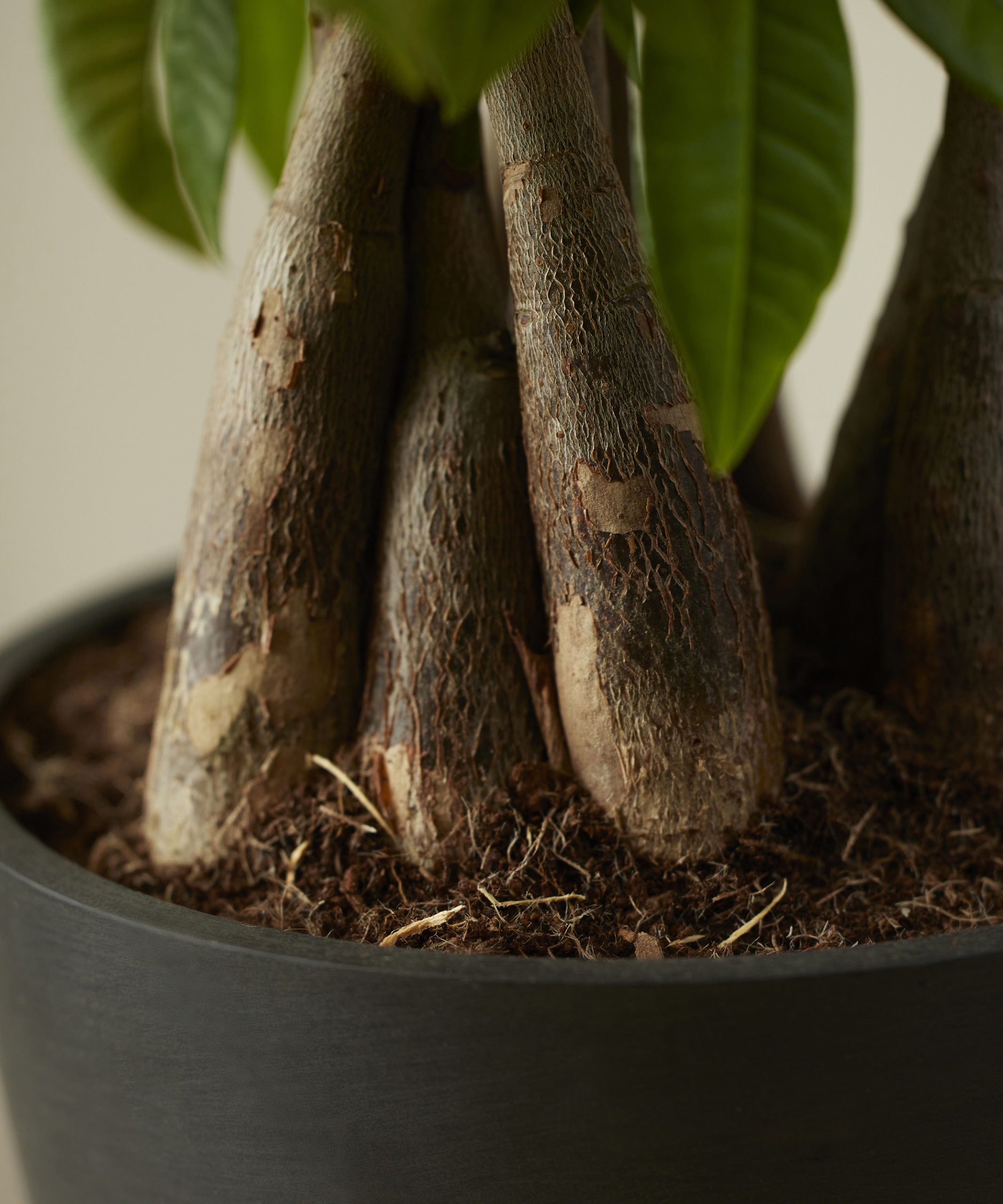 Is Money Tree Easy To Grow