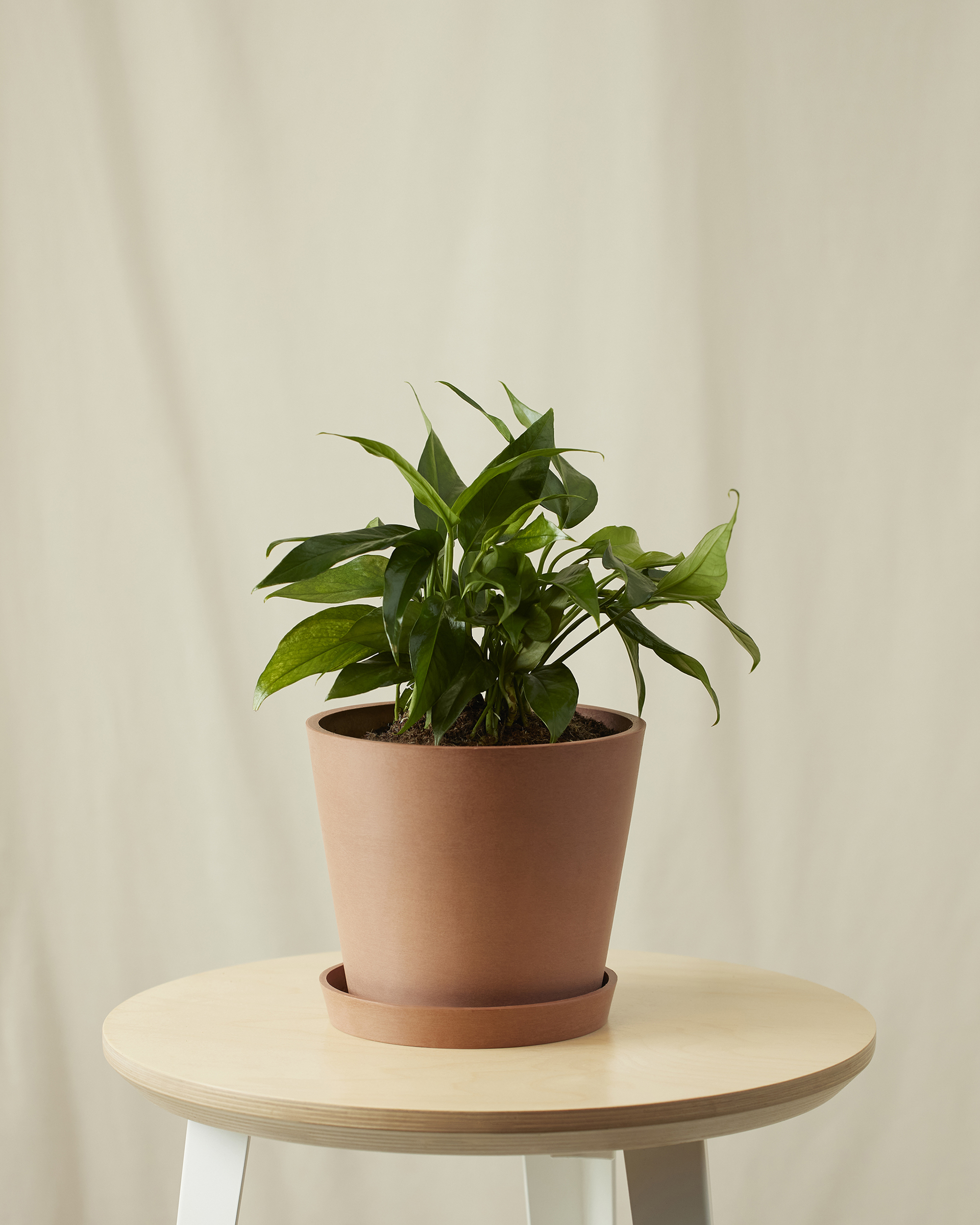 bloomscape_pothos-baltic-blue_medium_clay Bloomscape Pothos Baltic.