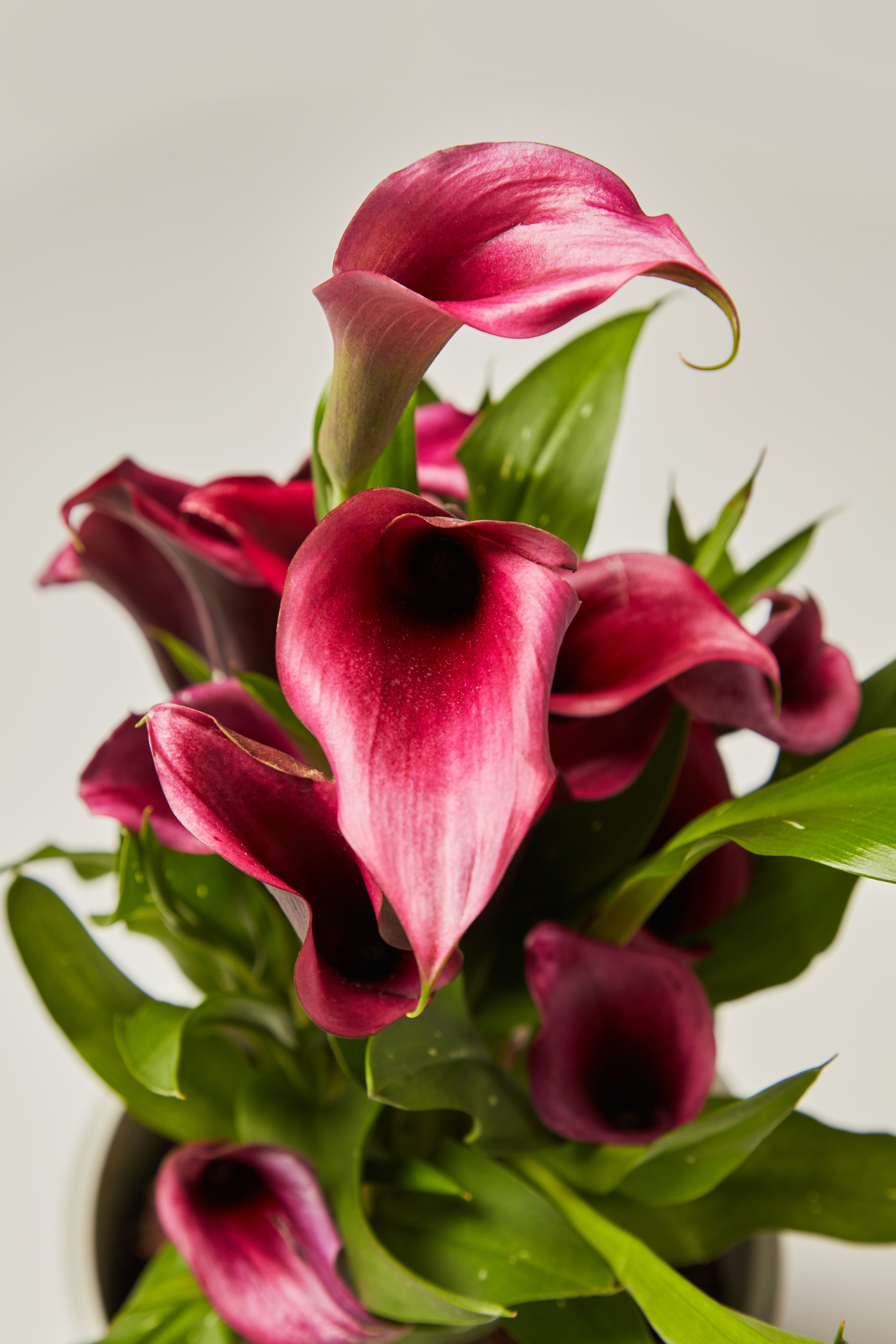 fuchsia calla lily detail