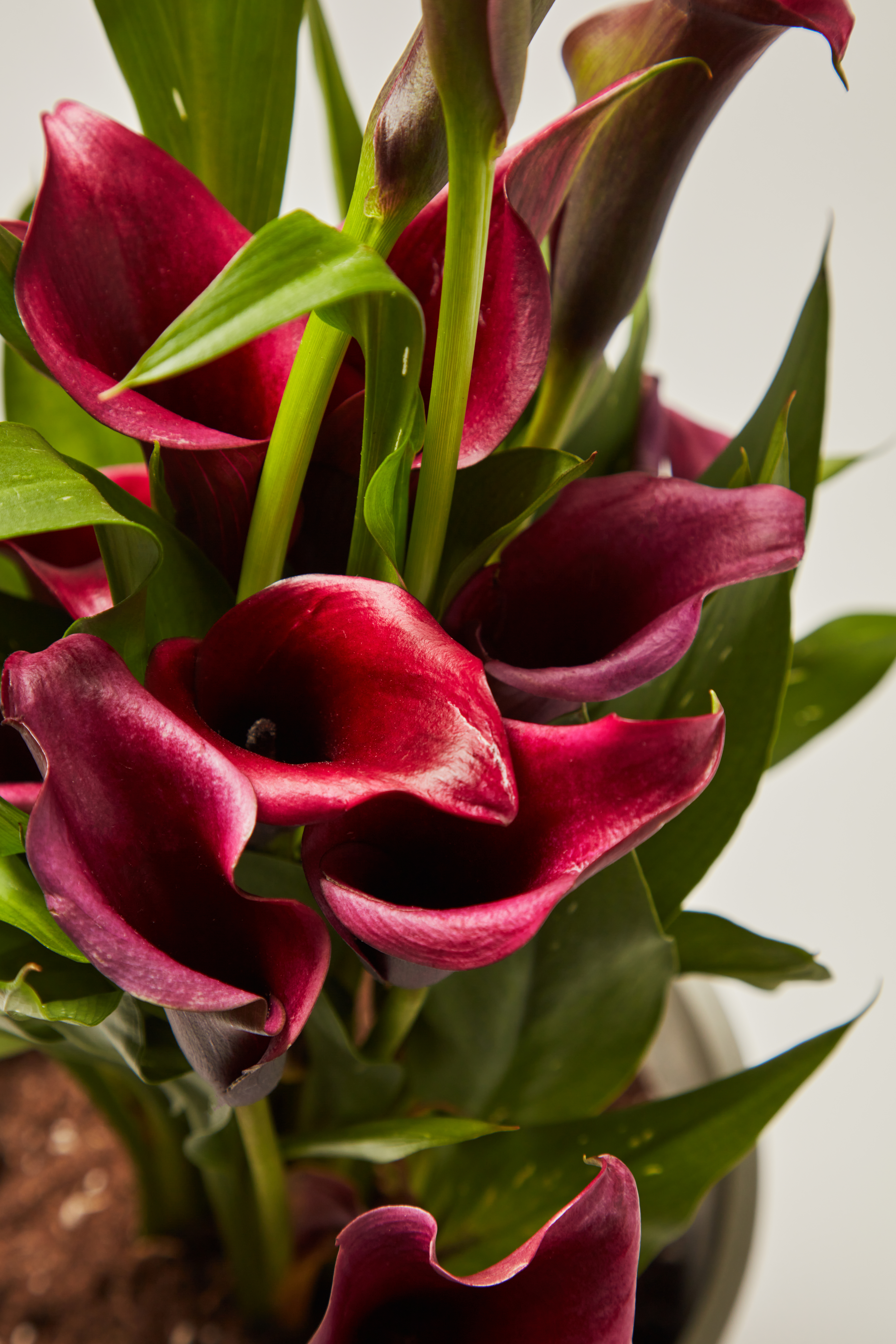 calla lily fuchsia