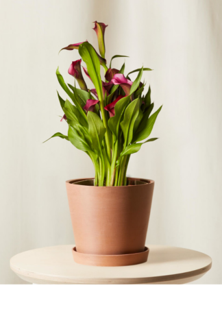 fuchsia calla lily in clay pot
