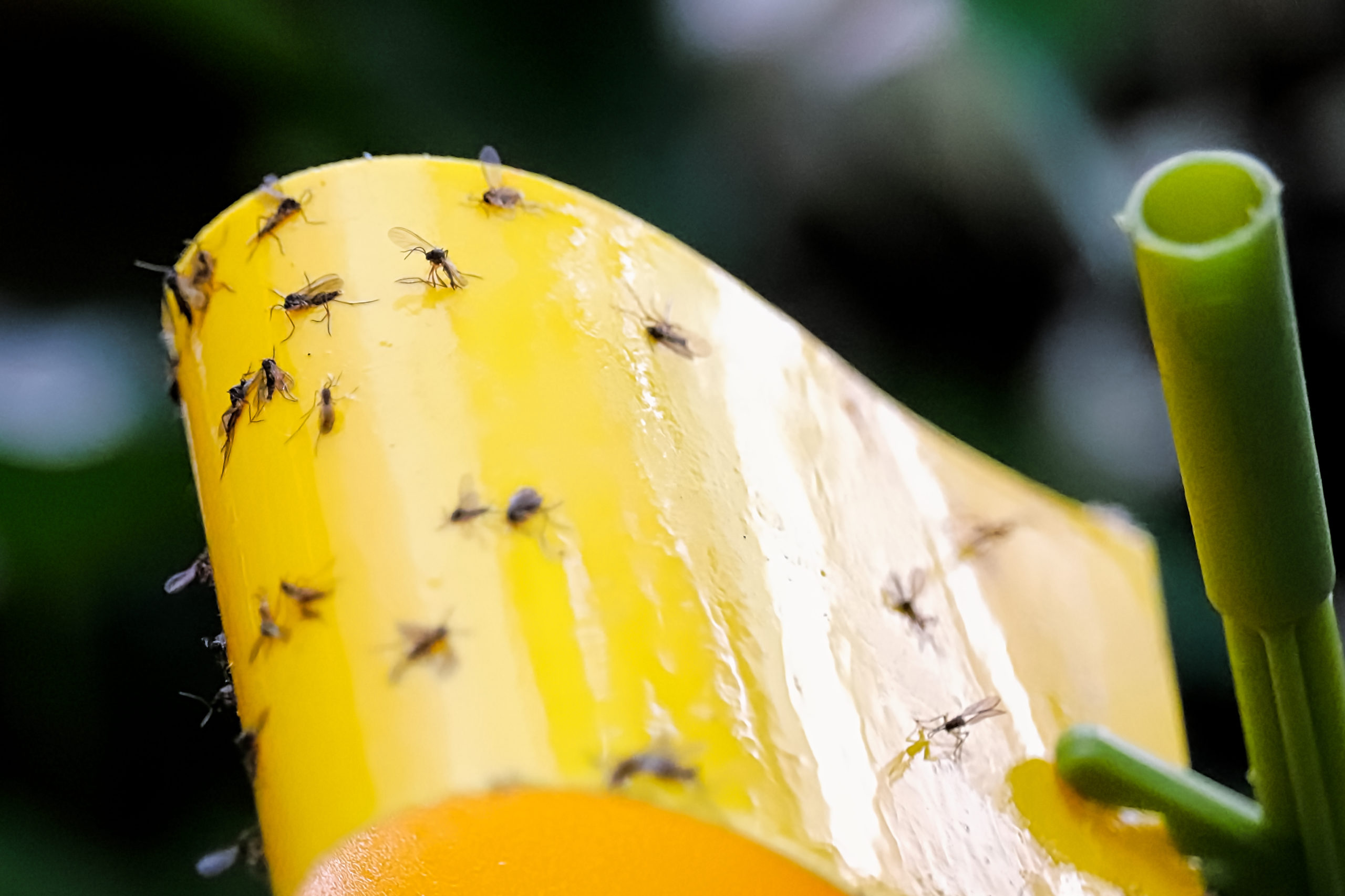 Fungus Gnats In Soil fungus-gnats-in-soil