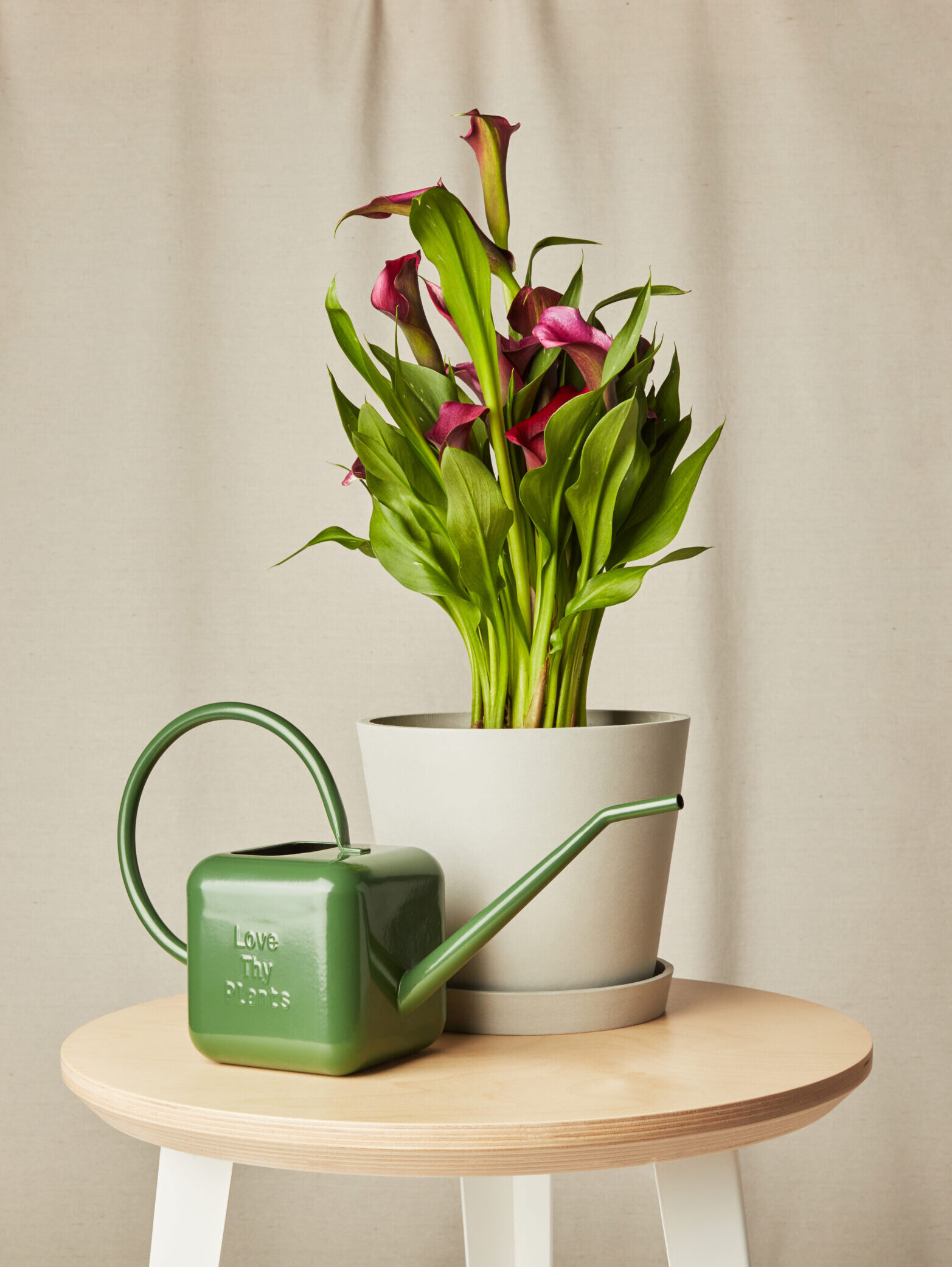 purple calla lily with watering can