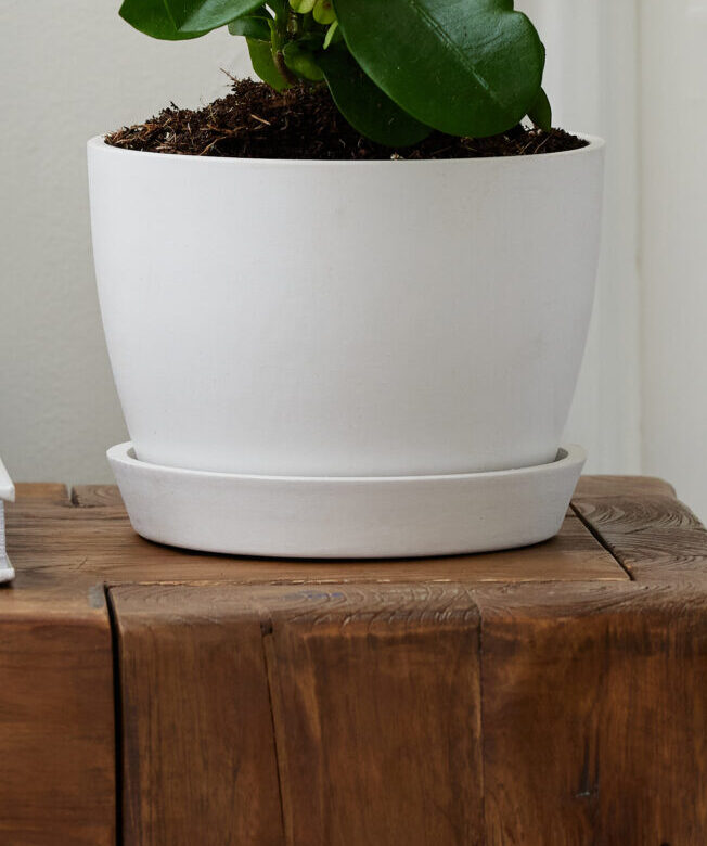 English Ivy
