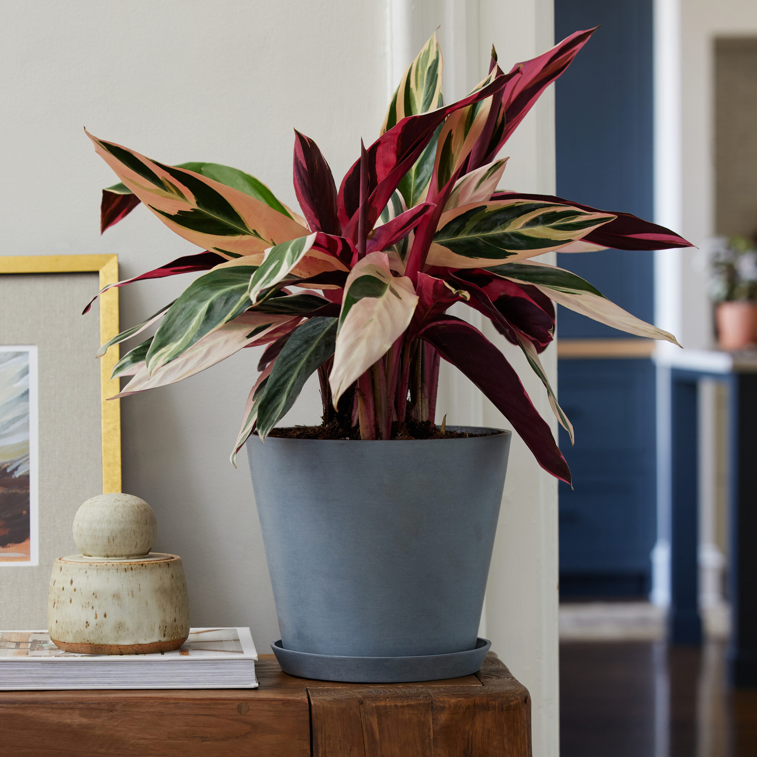 Stromanthe Triostar plant under $150