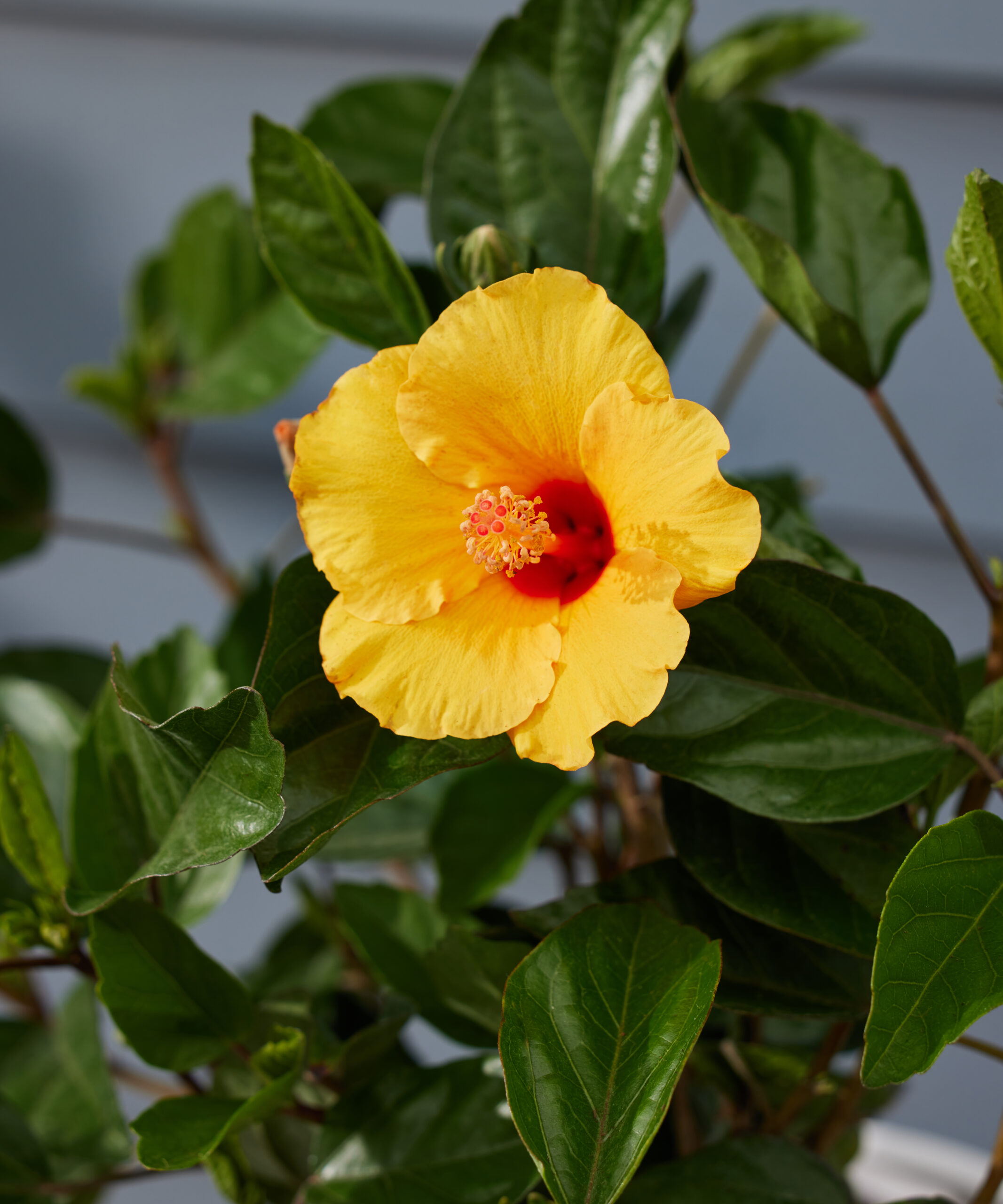 Buy Bloomscape Hibiscus Indoor Plant