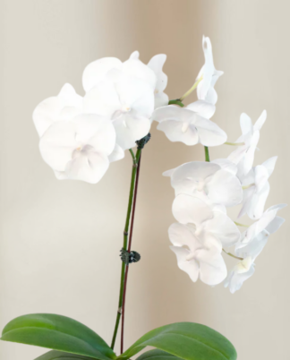 table-top-orchid-white