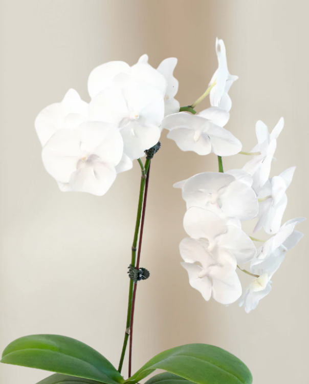 table-top-orchid-white