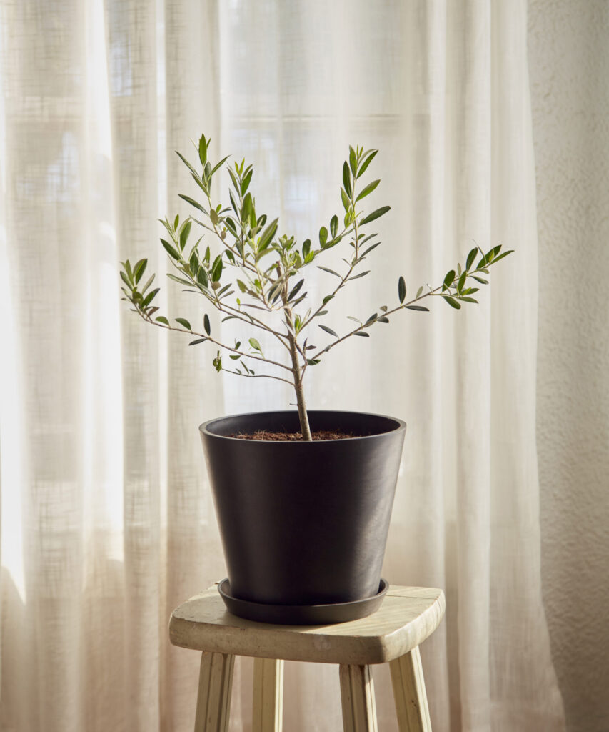 Buy Potted Olive Tree Indoor Plant Bloomscape