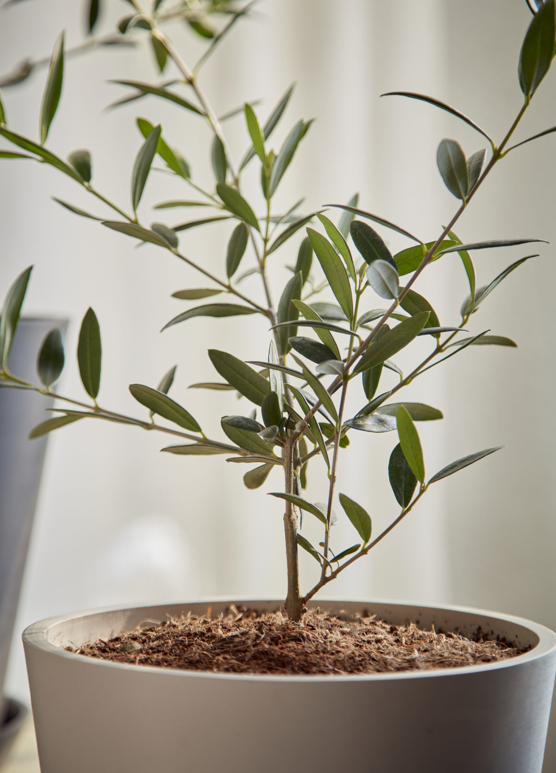 Large Olive Tree, Unique Plants for Delivery
