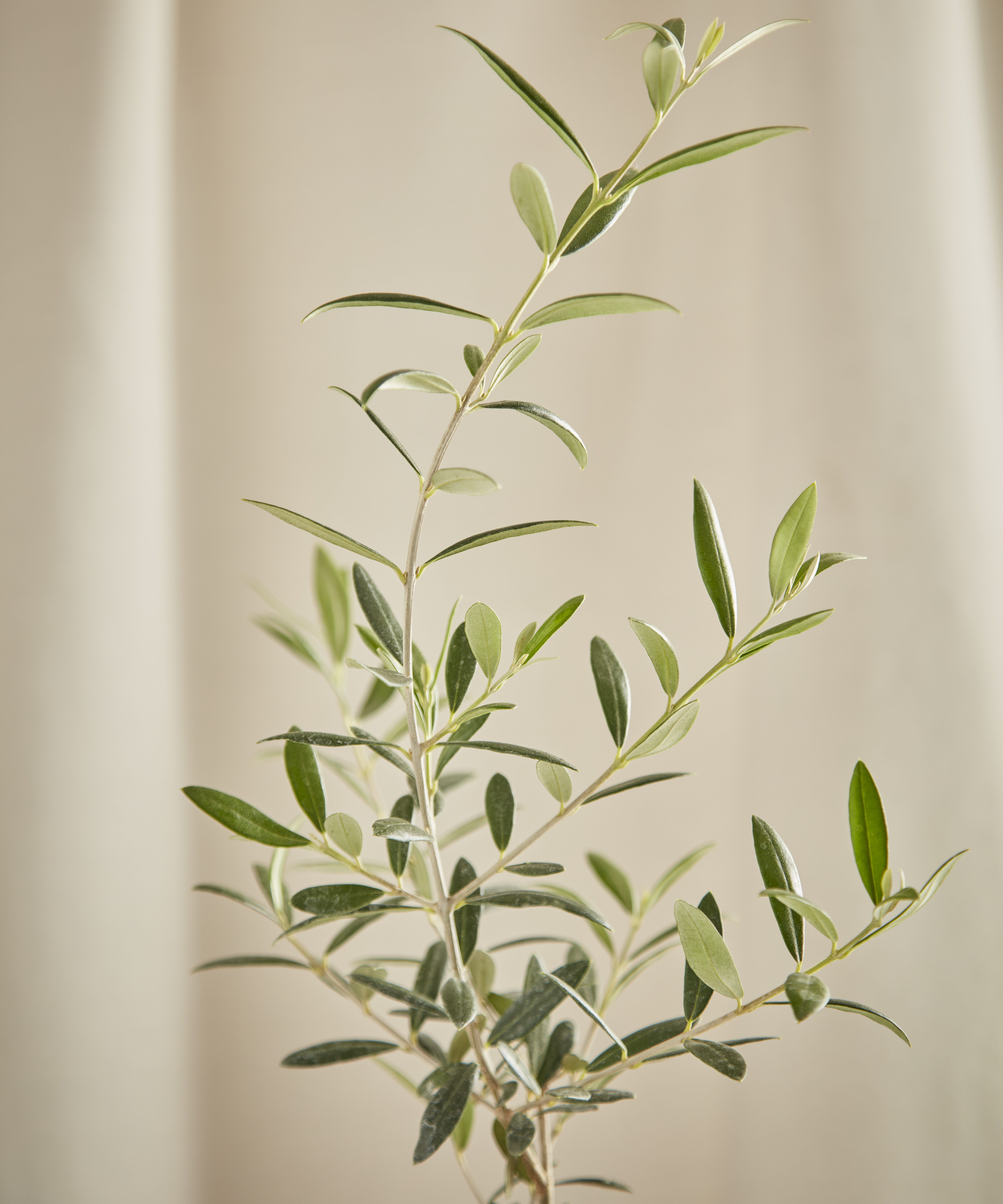 Olive branch with olives and sage green leaves