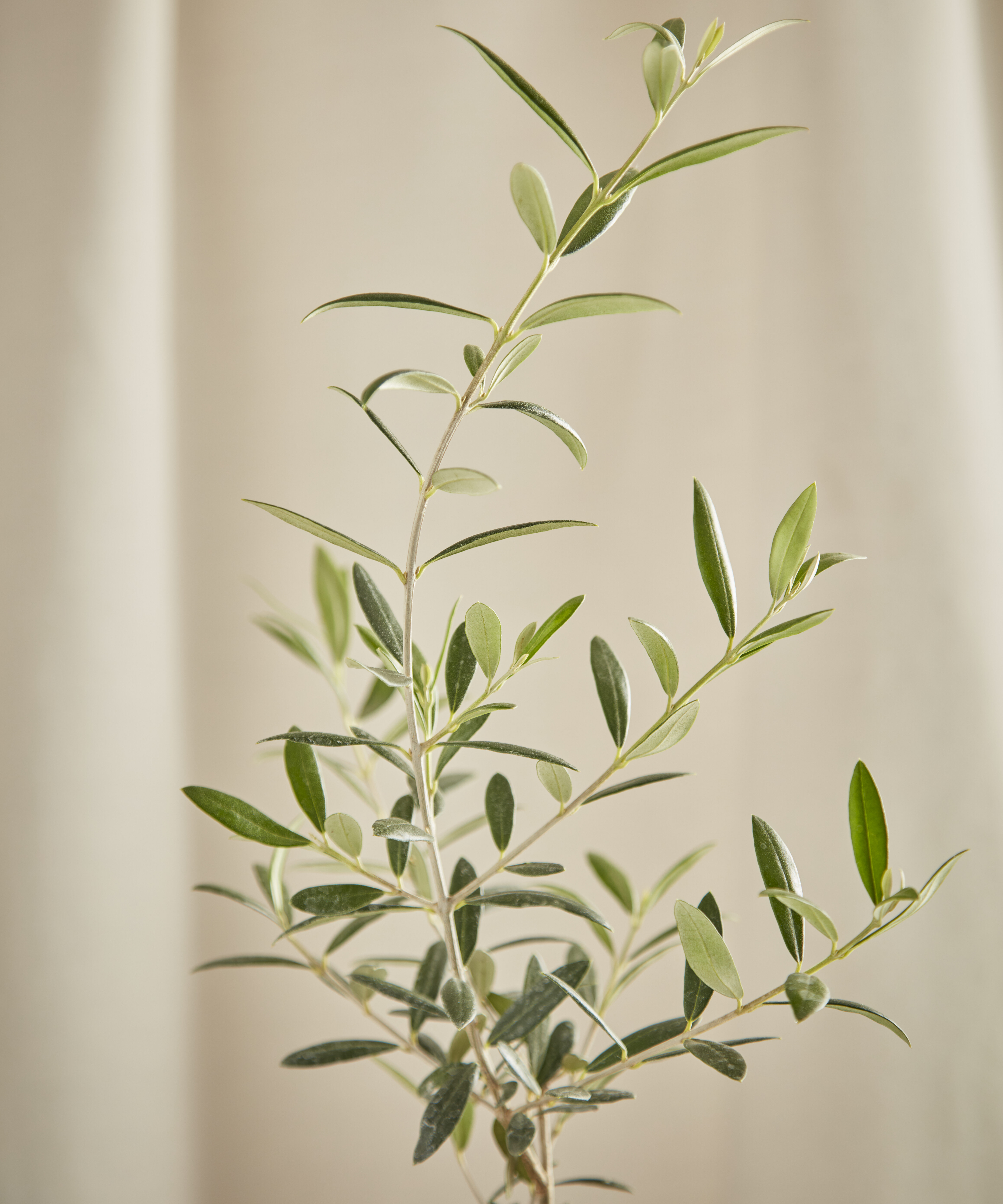 Olive Tree