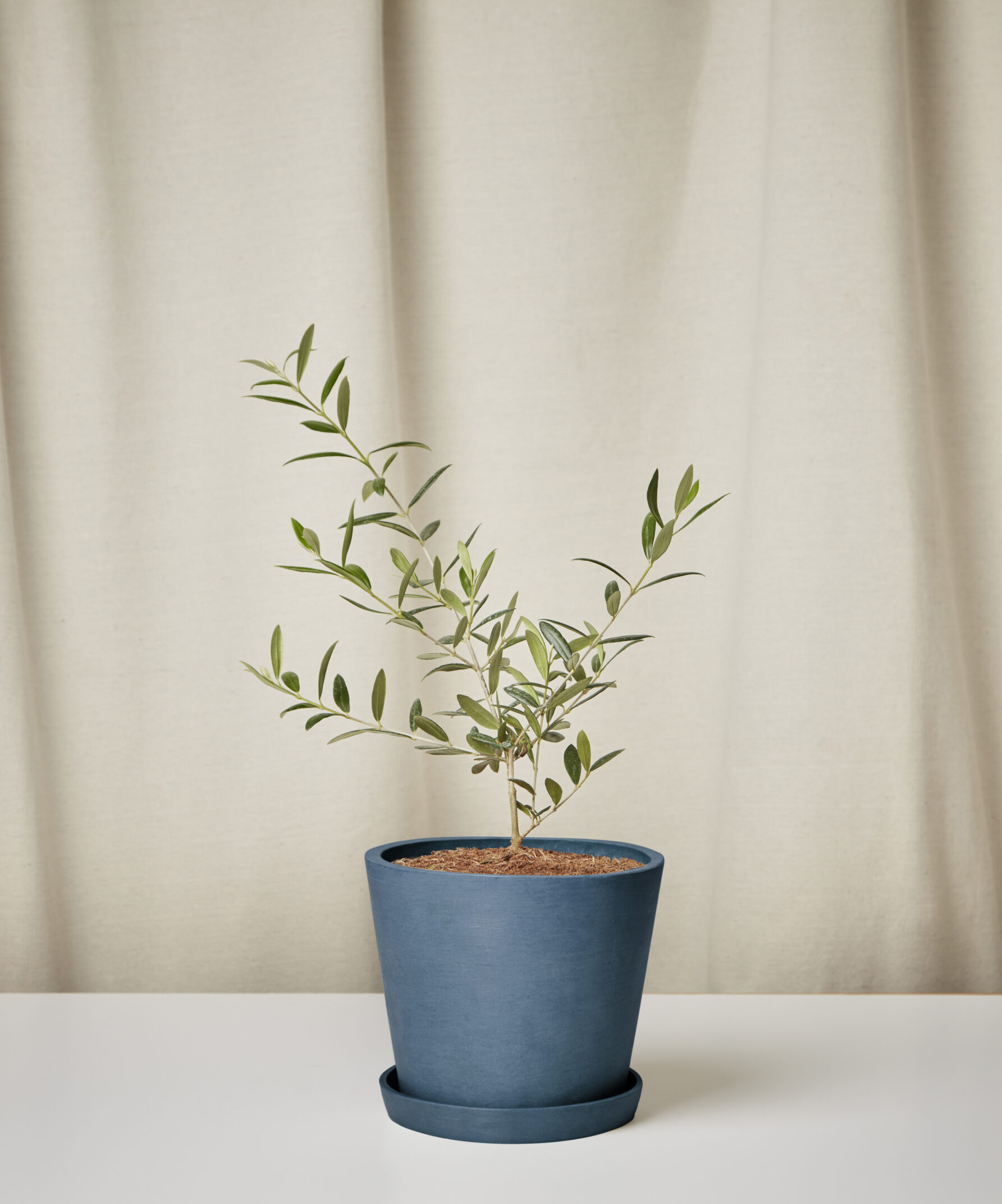 Image of Olive Tree -  Indigo Medium