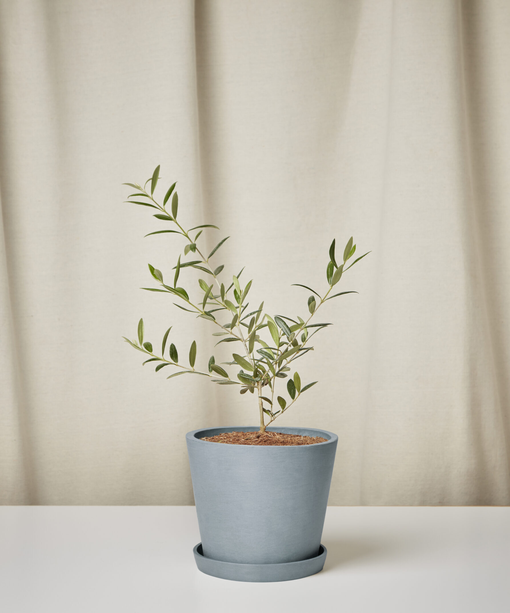 Image of Olive Tree -  Slate Medium