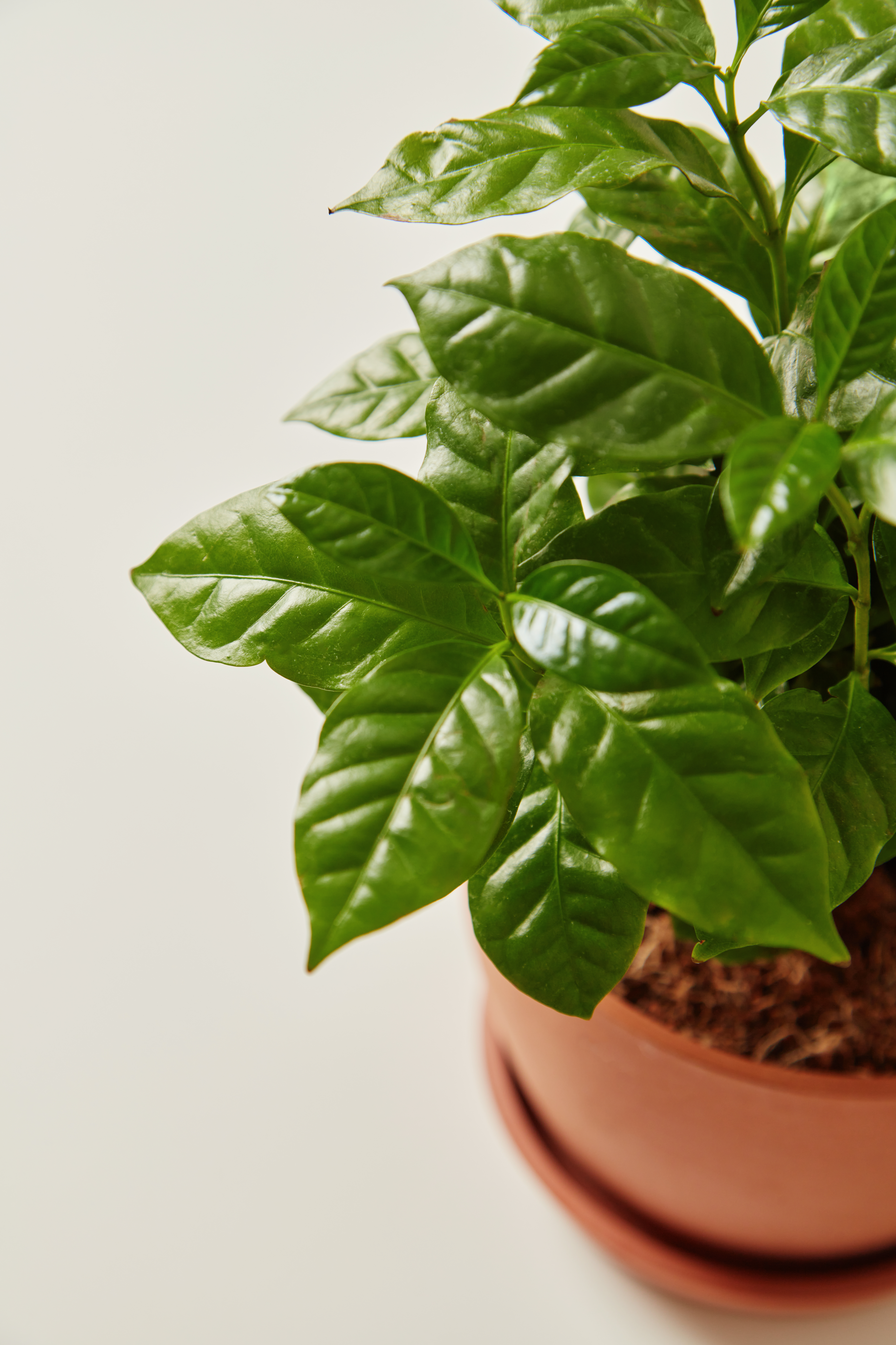 230805_BB_coffee_plant_detail_1238