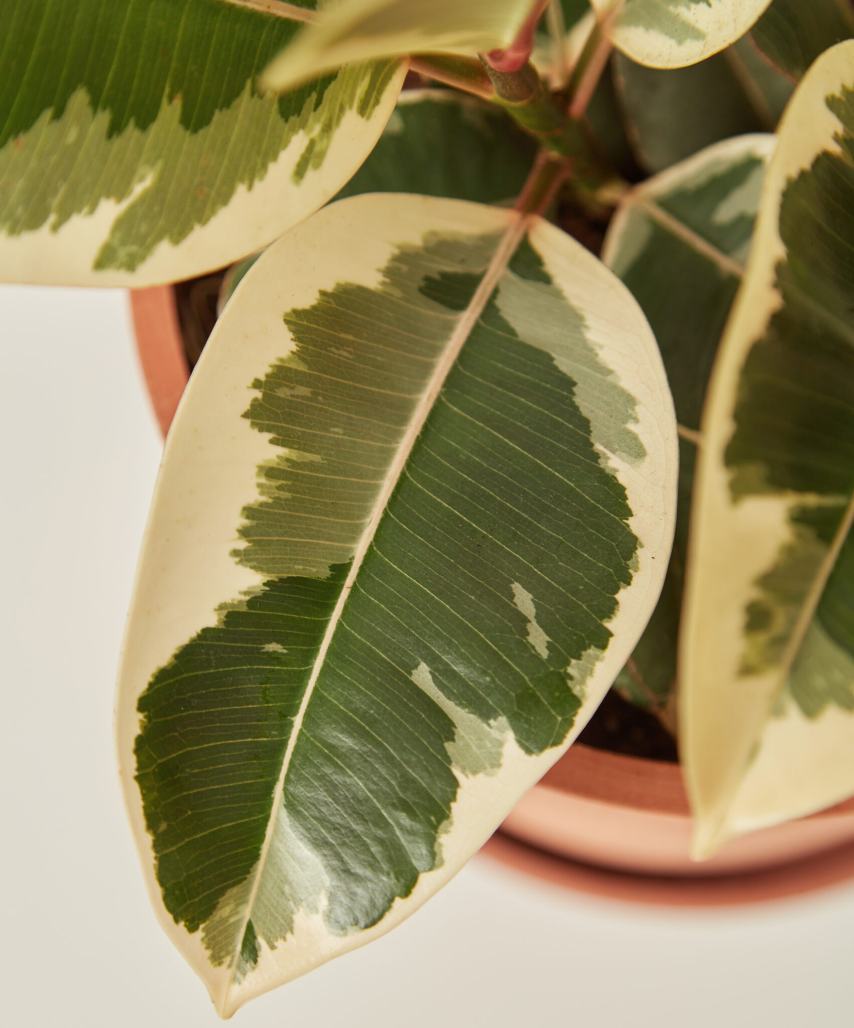 Buy Potted Ficus Tineke Indoor Plant | Bloomscape