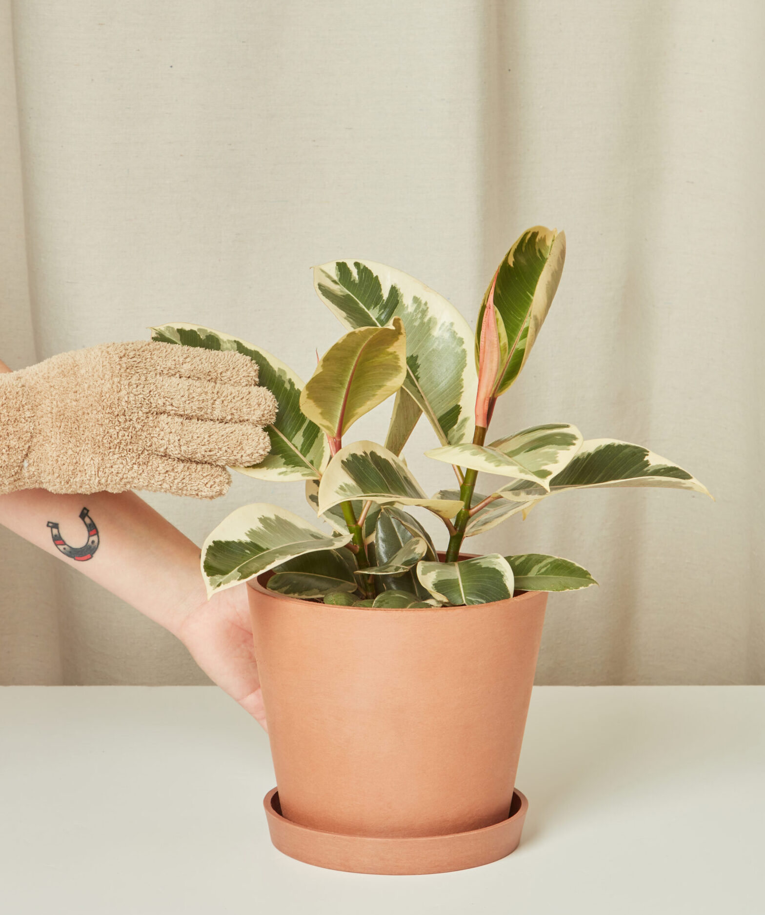 230805_BB_fiscus_elastica_tineke_0923