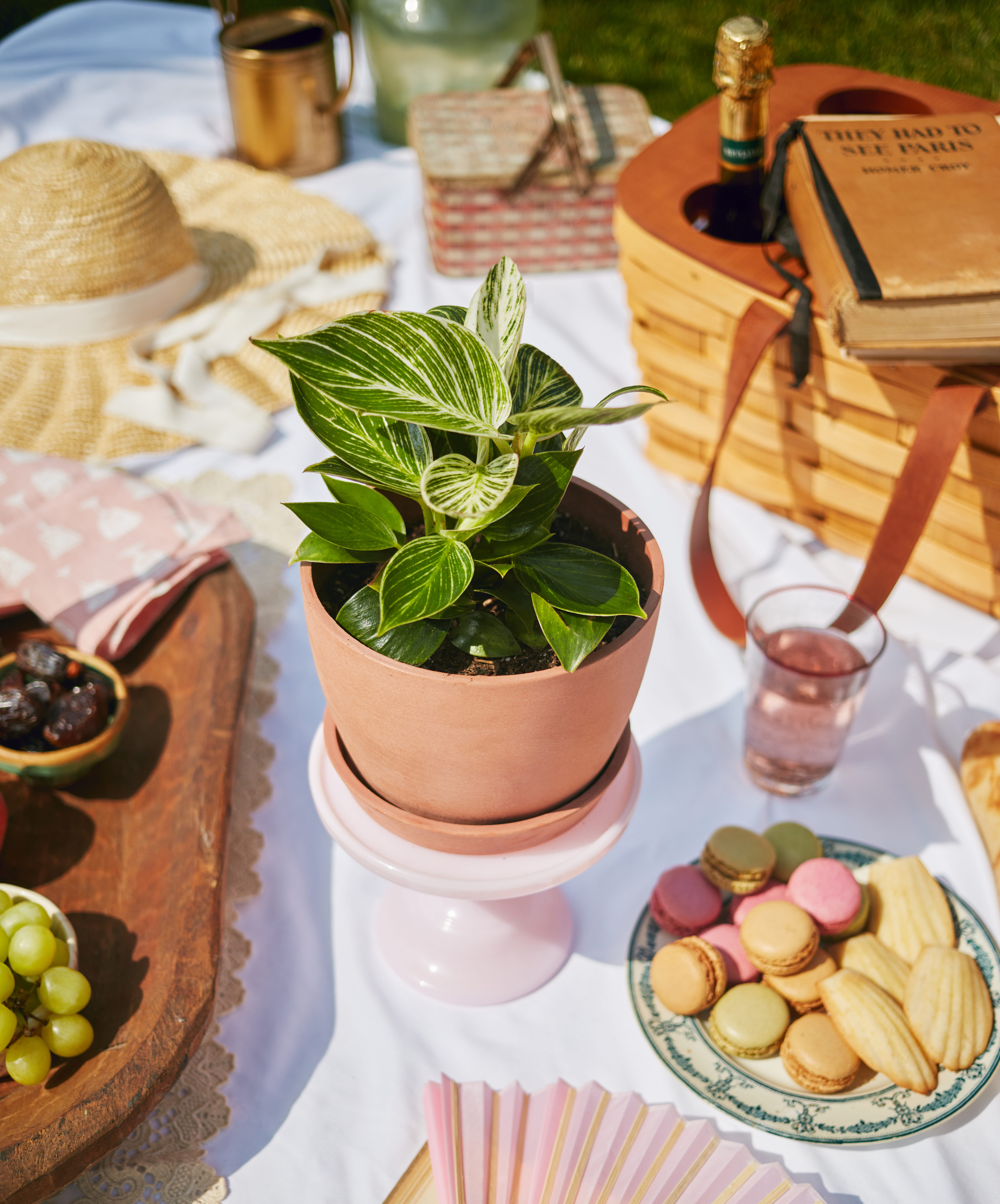 230805_BB_philodendron_birkin_0804