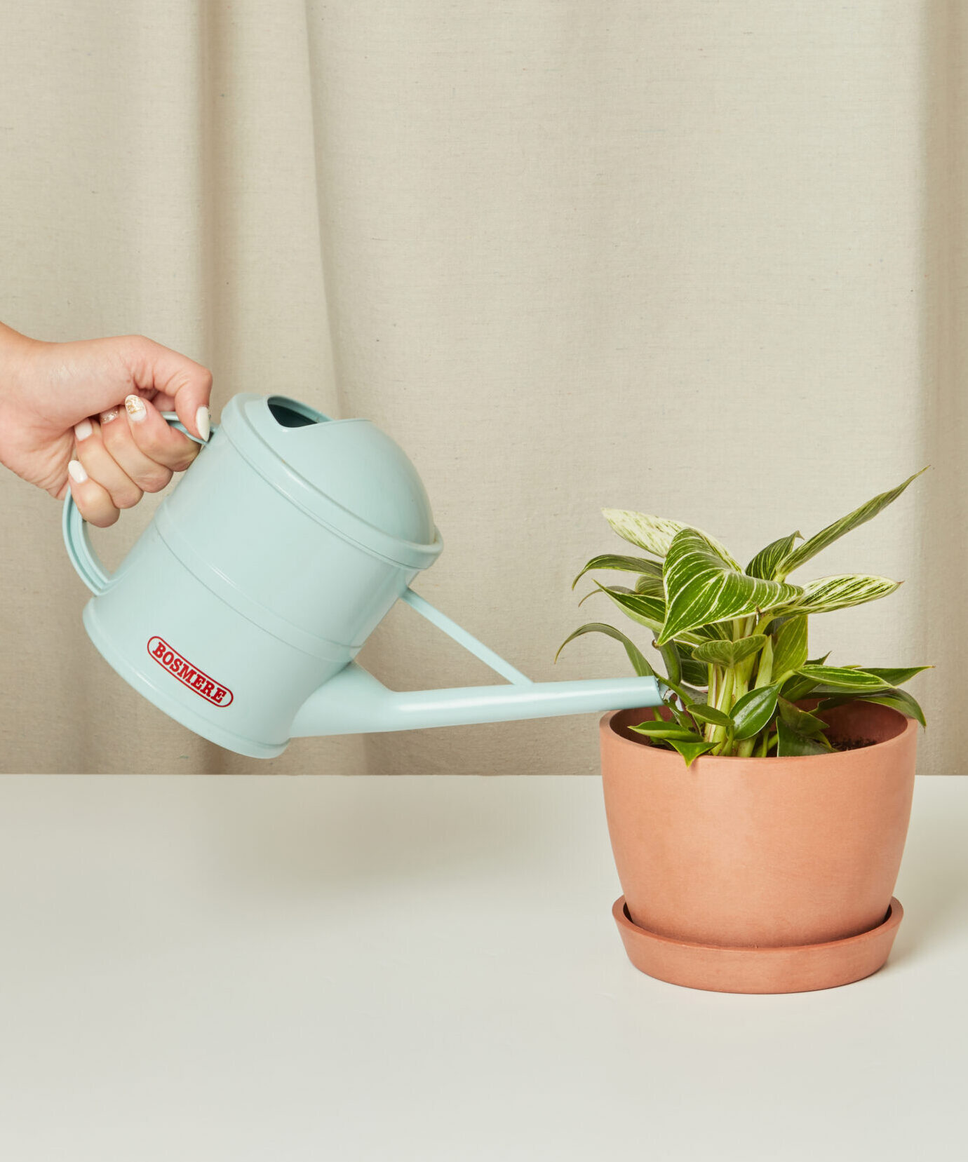 230805_BB_philodendron_birkin_0927