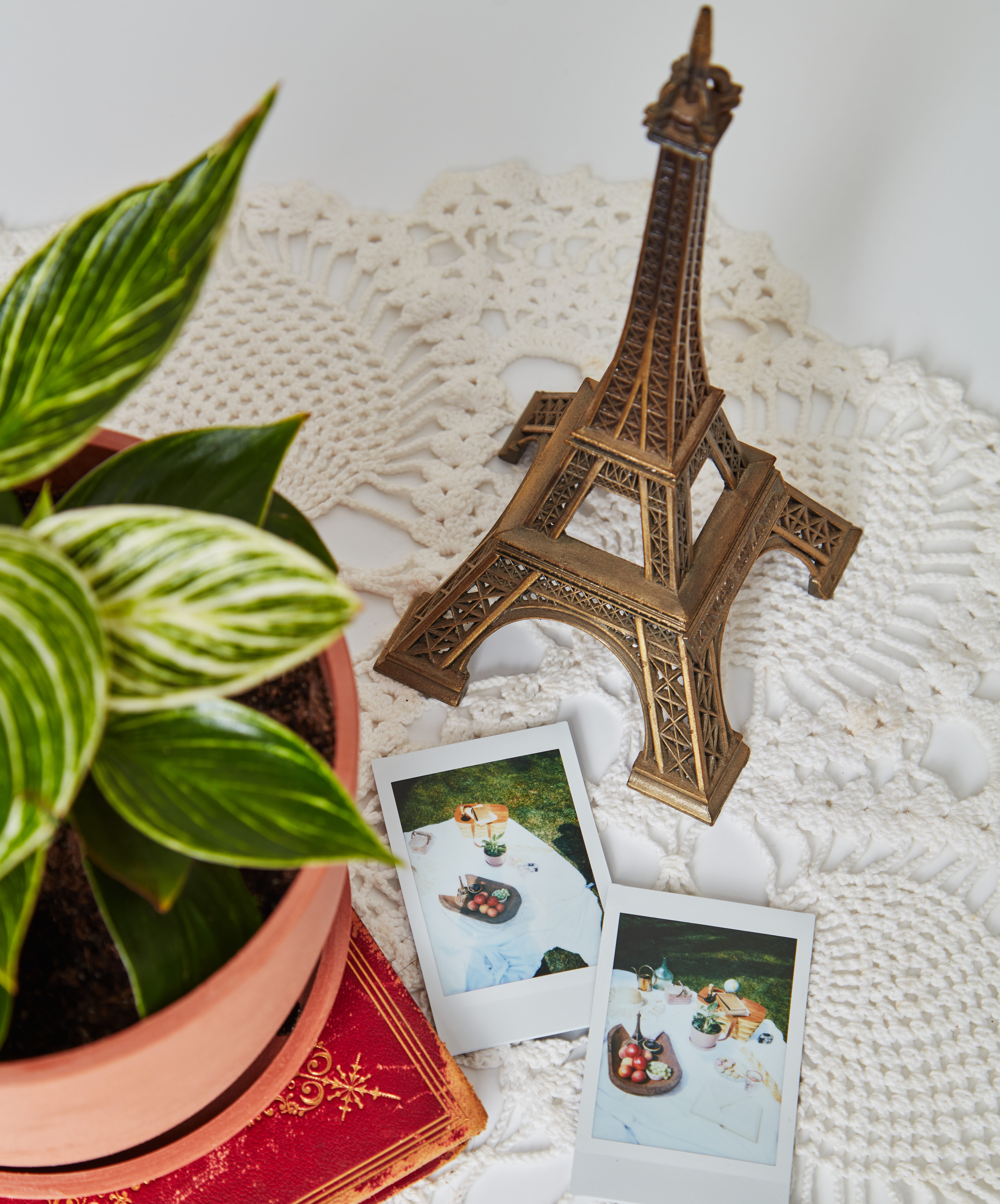 230805_BB_philodendron_birkin_0978