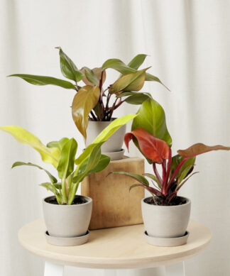 philodendron-collection