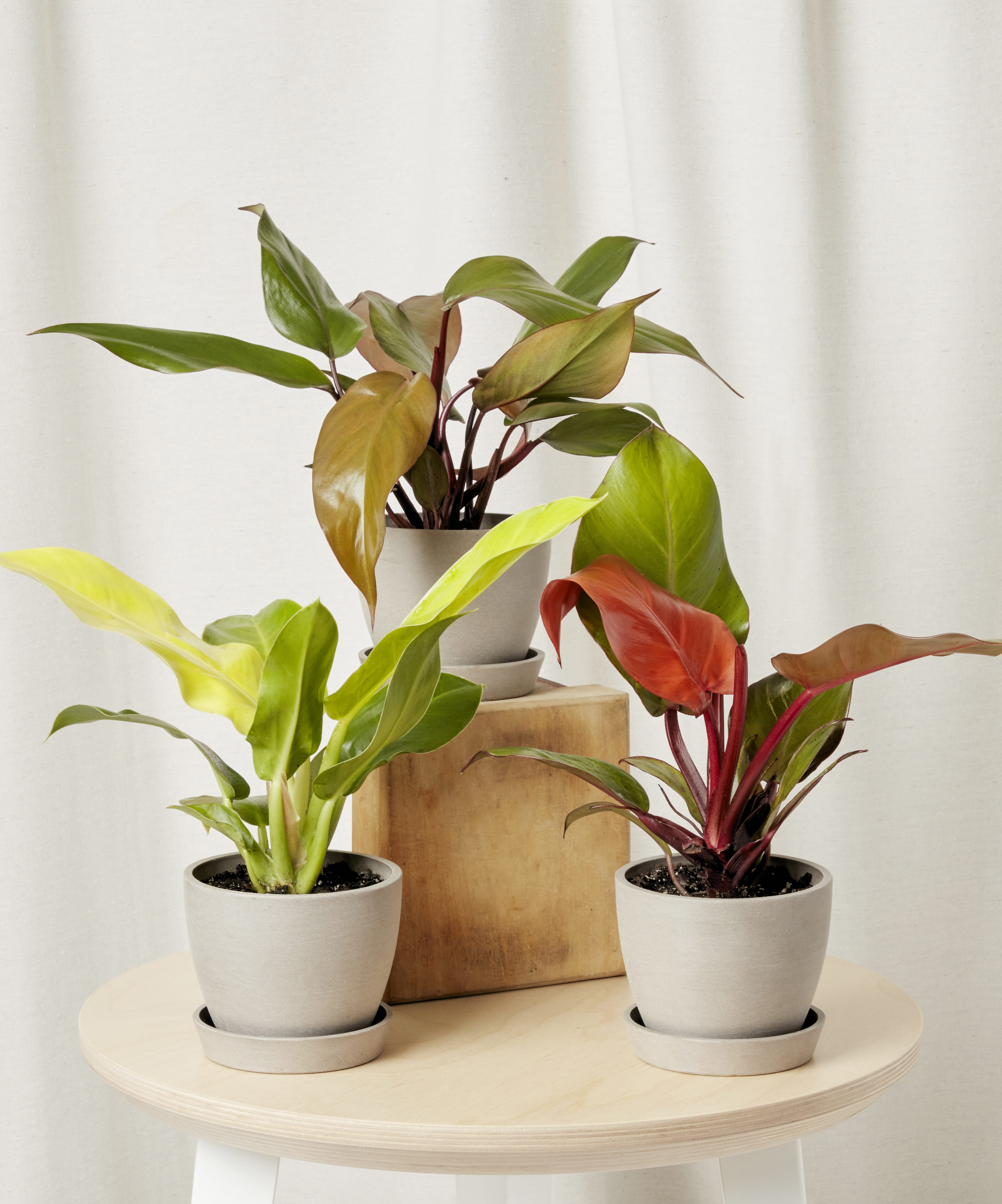 fiery-philo-trio philodendron collection bloomscape