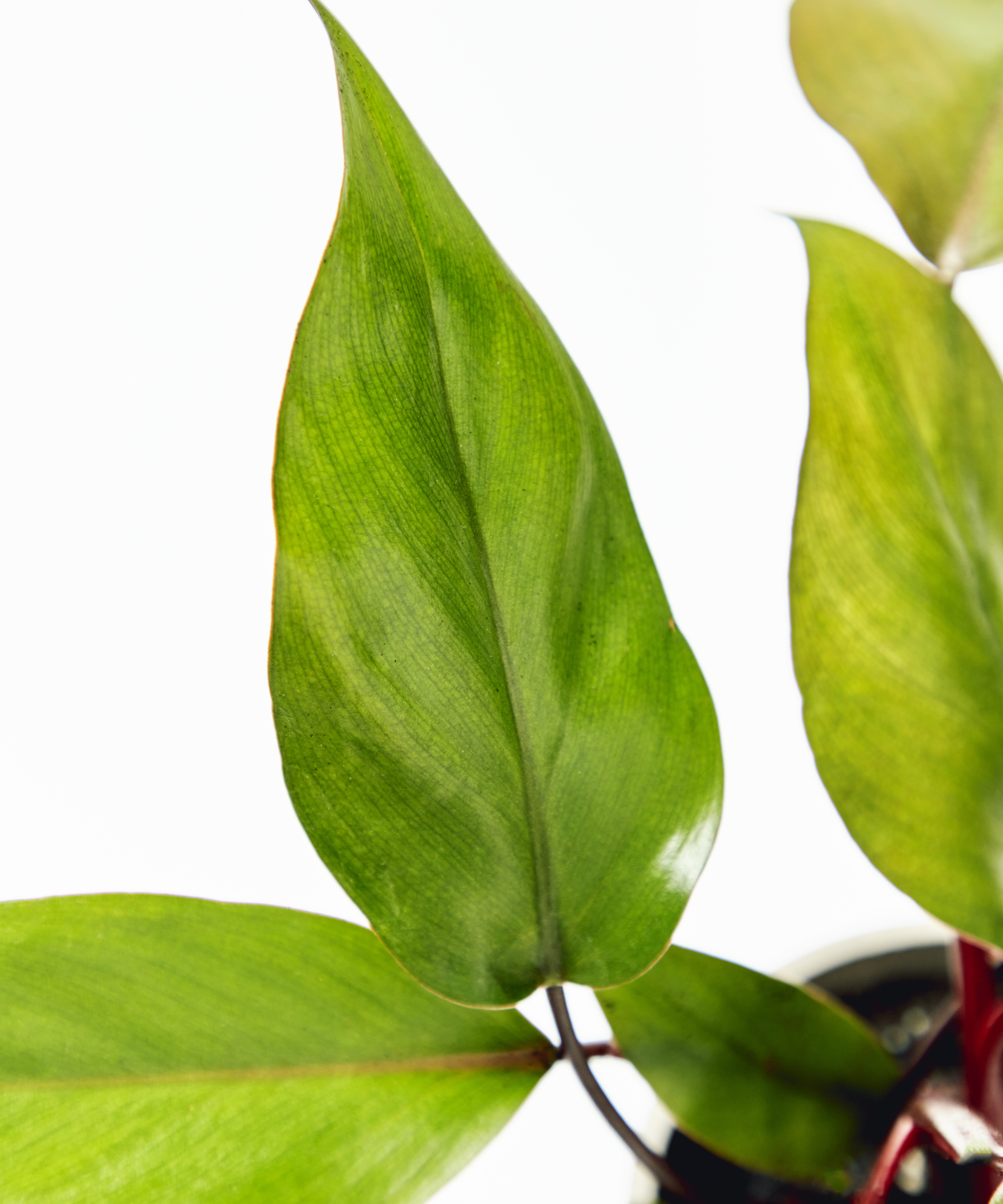 philodendron-rojo-congo_close-up