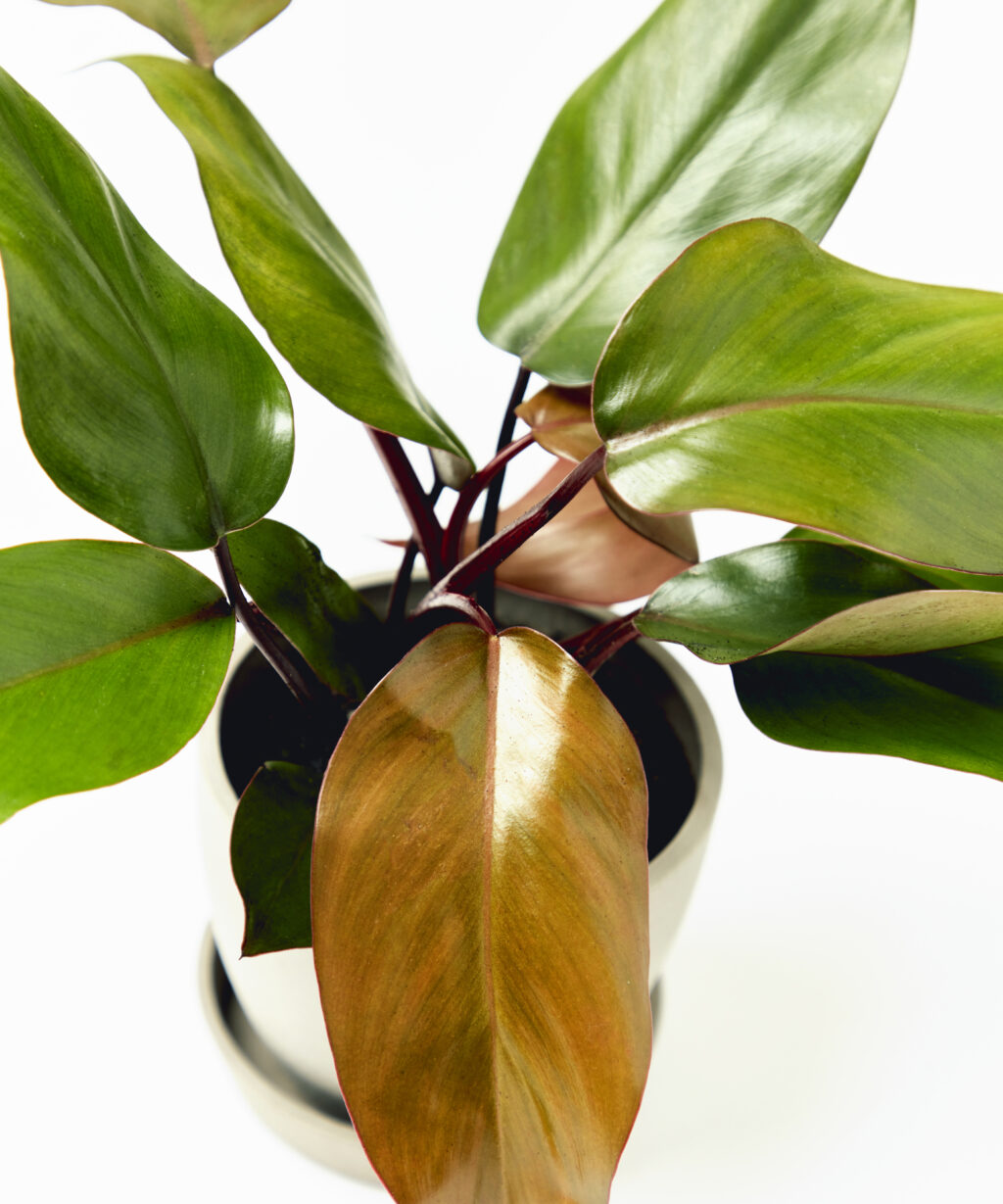 Buy Potted Fiery Philo Collection — Indoor Plant Trio | Bloomscape