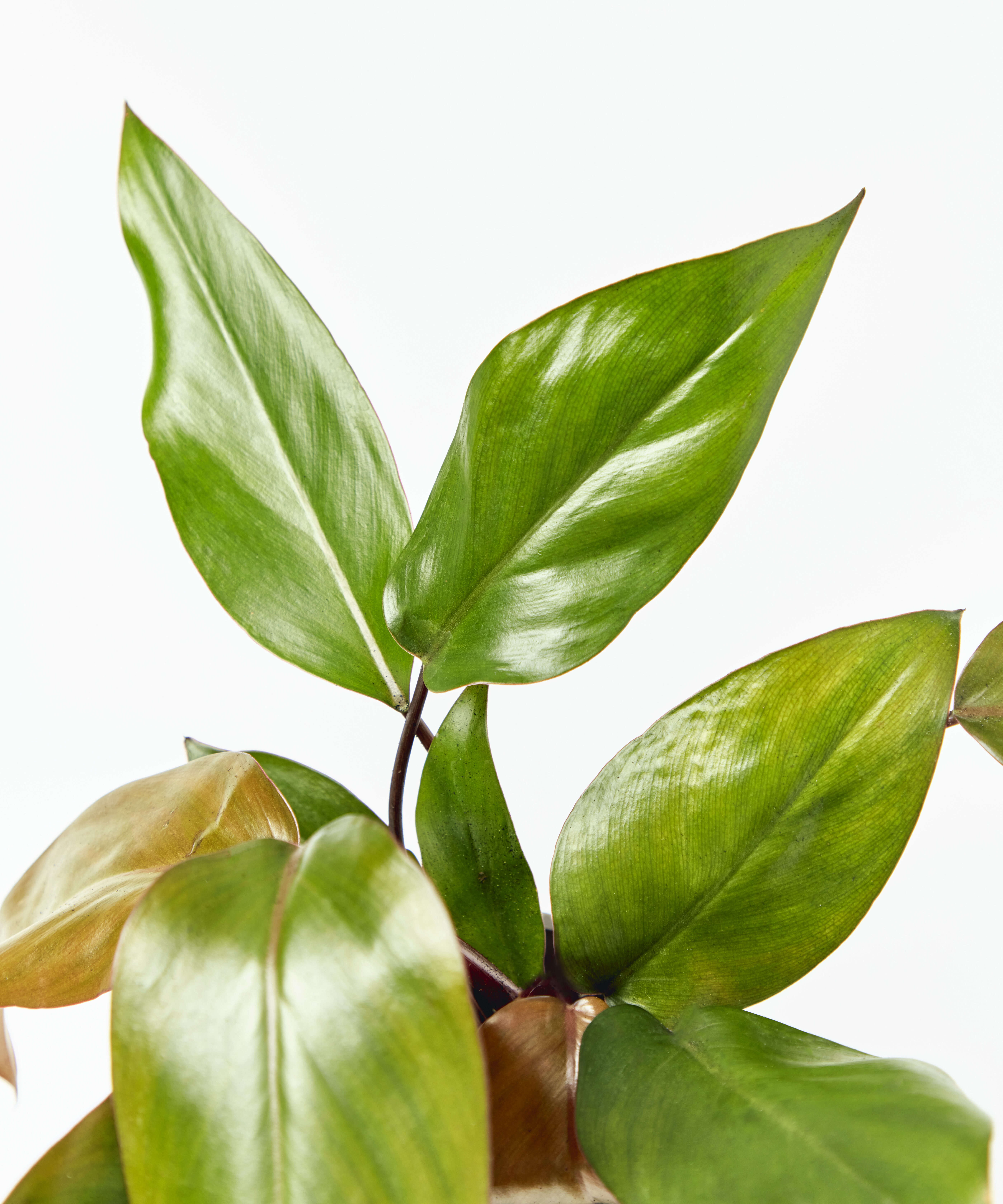 philodendron-rojo-congo_leaf-closeup