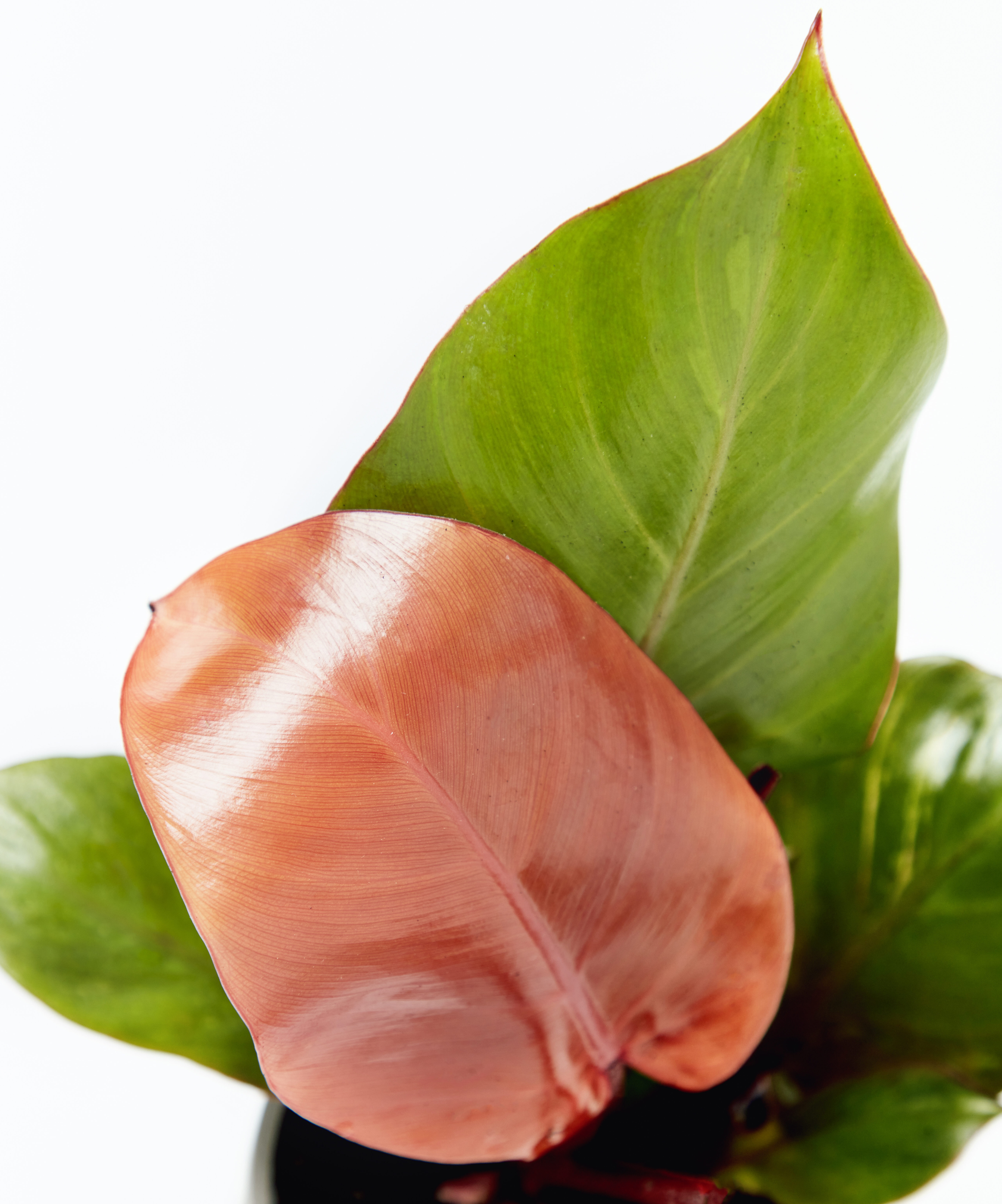 philodendron-sun-red_close-up