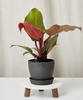 Philodendron_sun_red_in-charcoal-pot