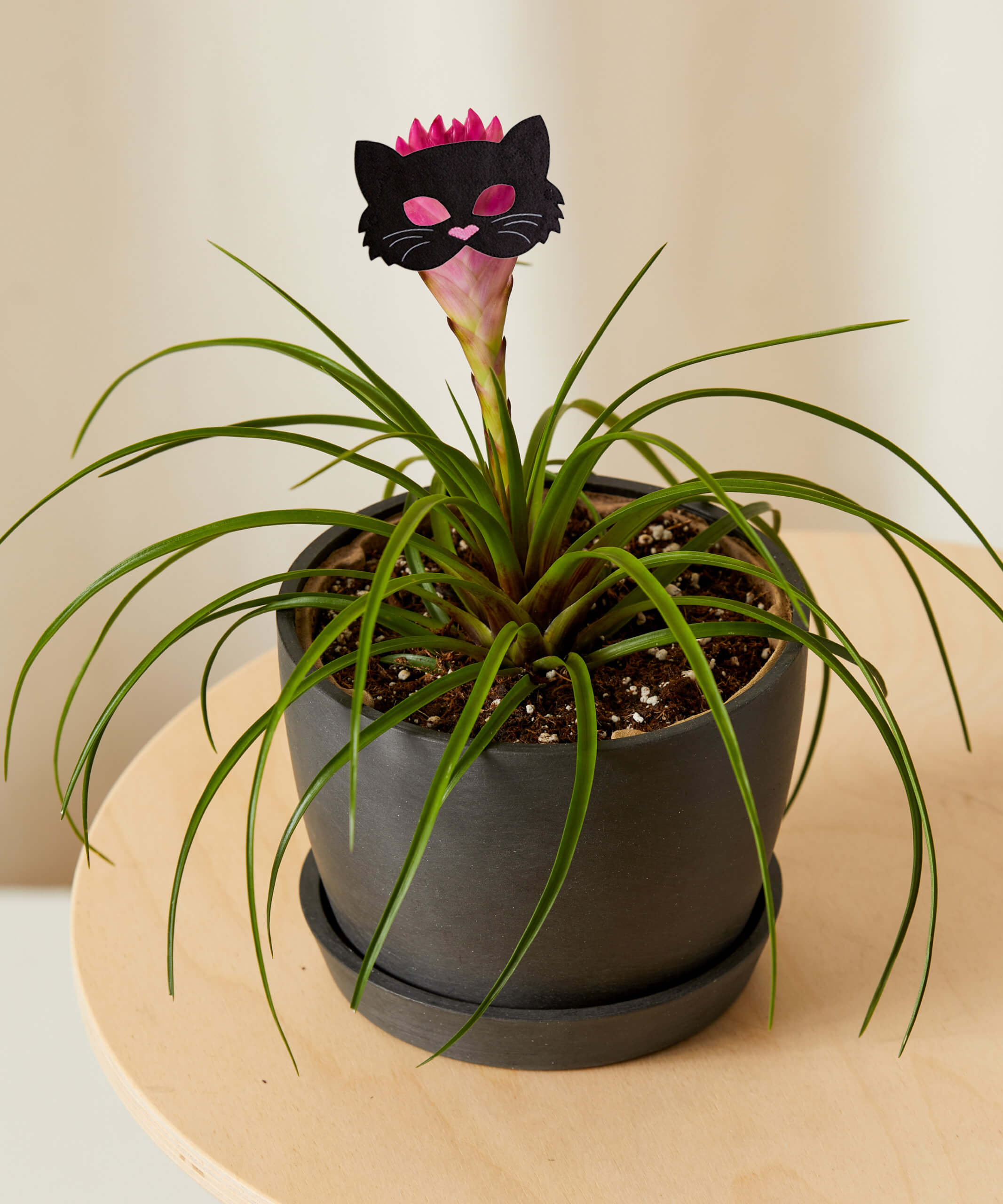 bromealiad-summer-costume bromeliad summer in cat costume