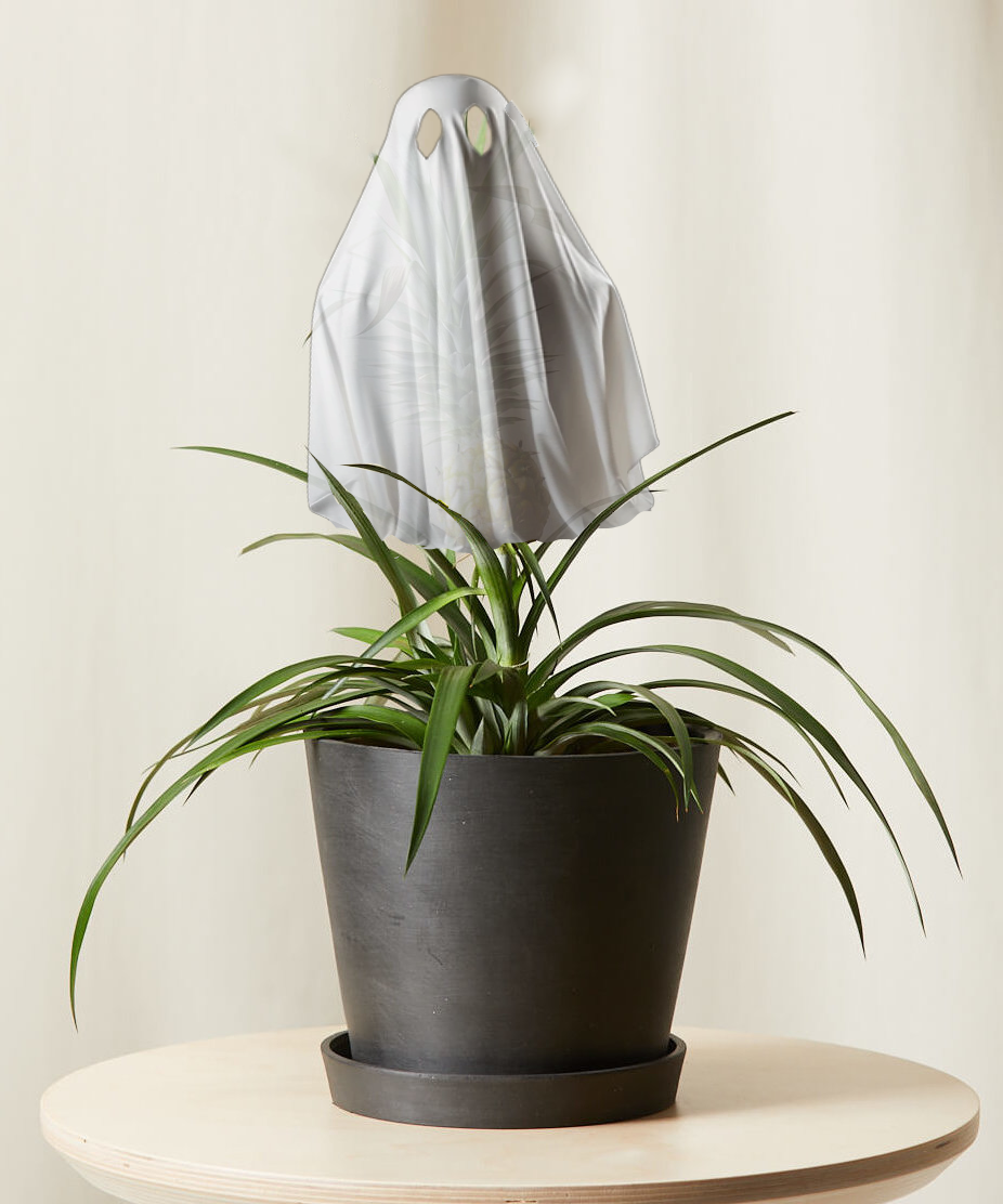 ghost-bromeliad-pineapple ghost bromeliad pineapple