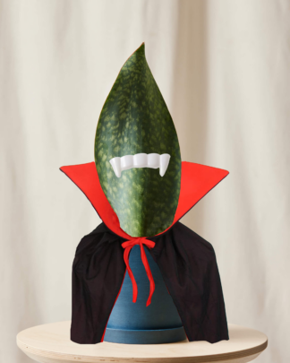 whale fin sansevieria with vampire costume