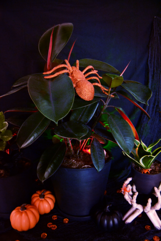 halloween themed burgundy rubber tree